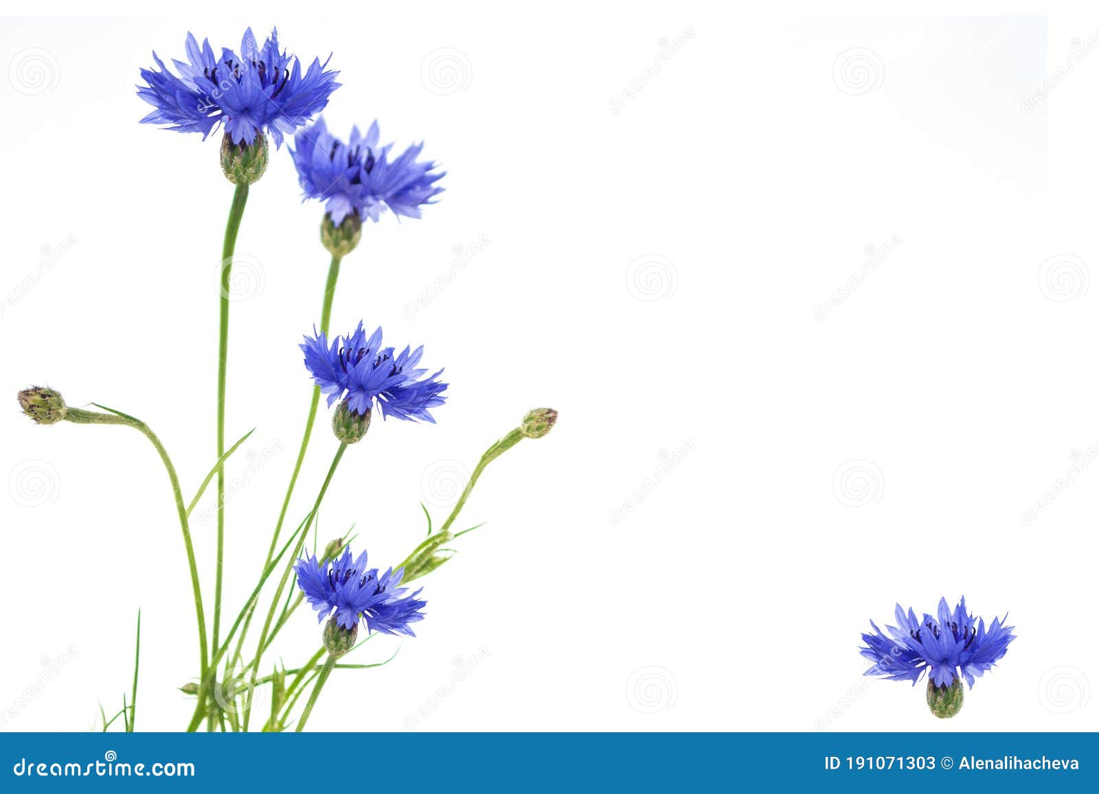Wild Flower Cornflower. Natural Background Stock Image Image of leaf