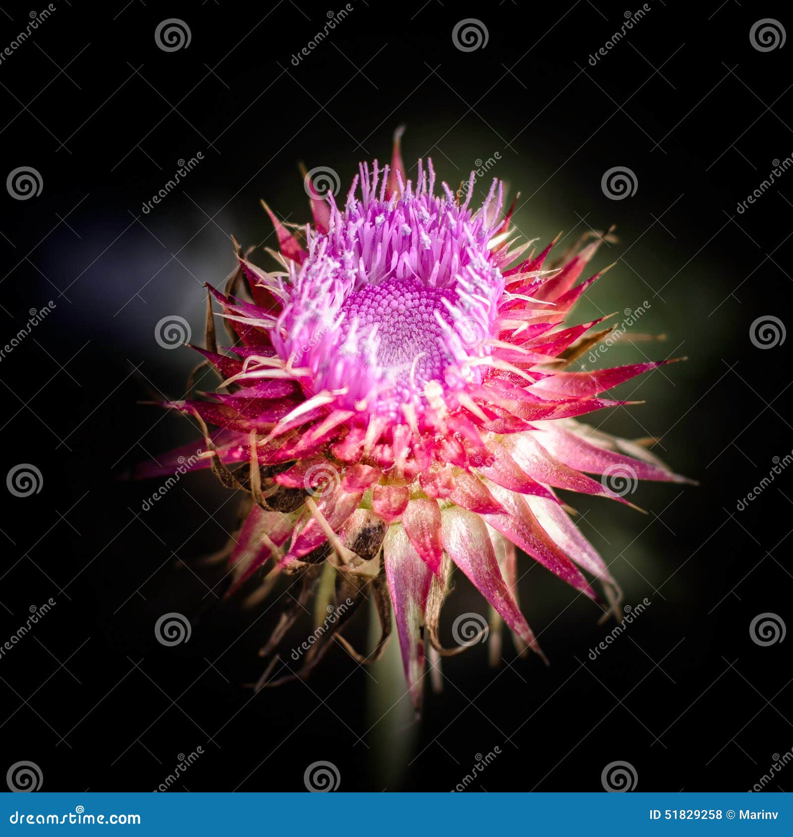 Wild Flower Grows in Nature in the Woods in Spring Stock Photo Image of light, beauty 51829258