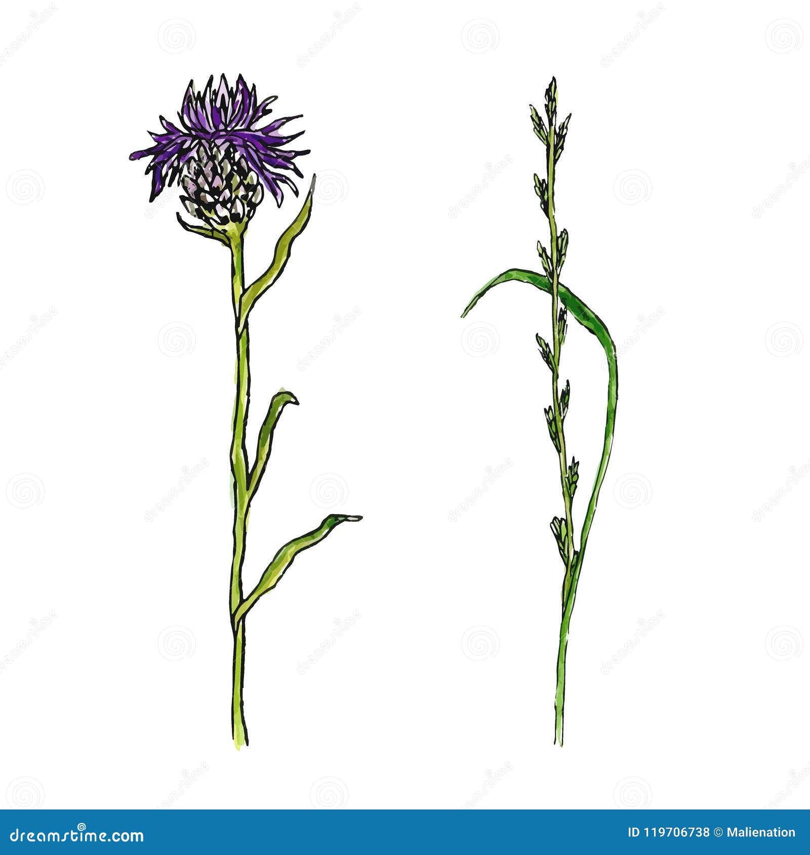 Download Wild Flower Illustration. Thistle Medecine Herbal. Vector Watercolor Effect. Stock Vector ...