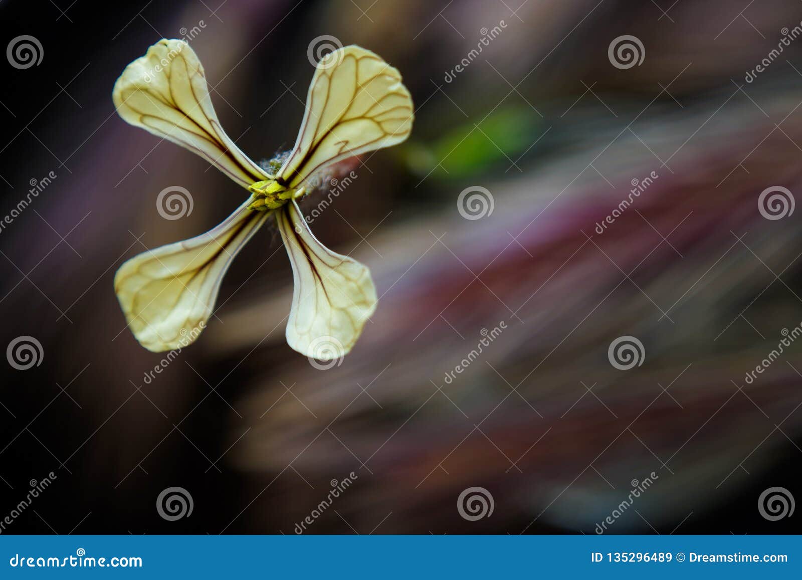 wild flower infront of straws comp