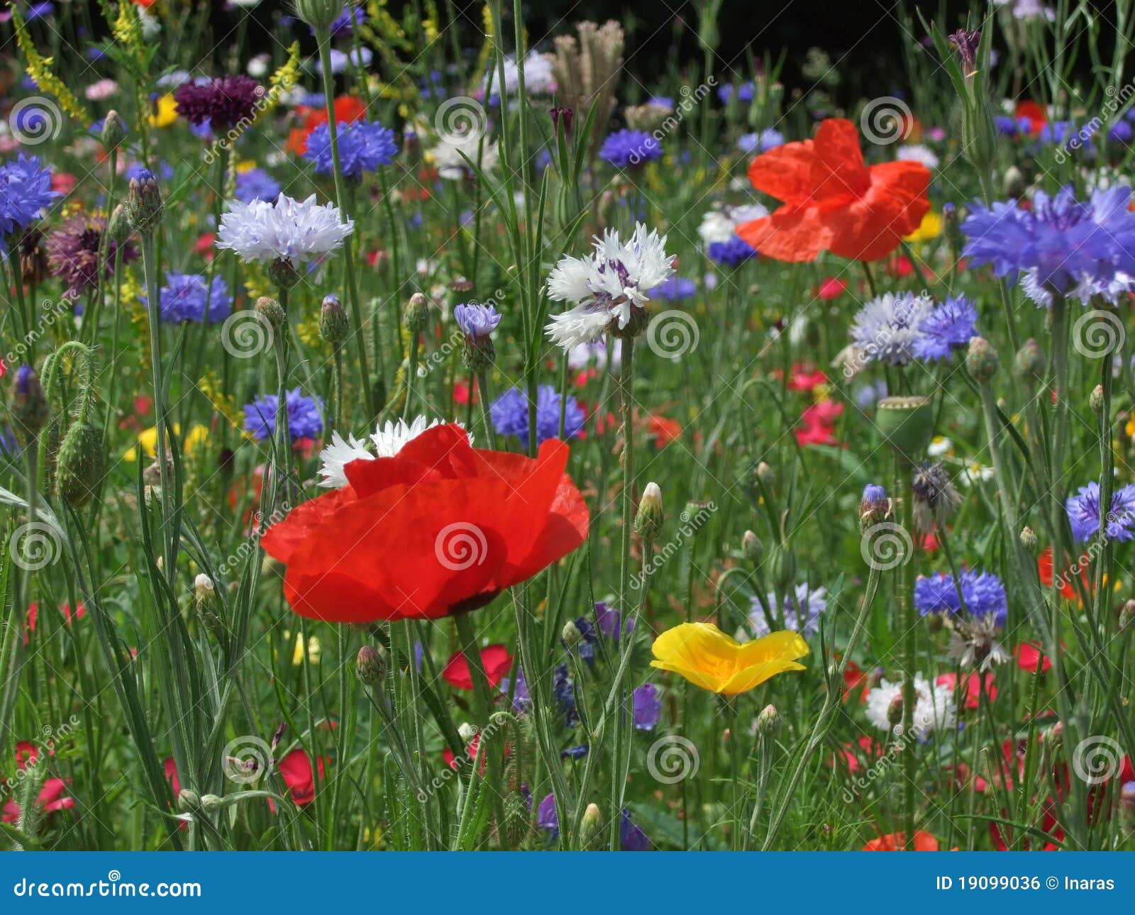 wild flower meadow