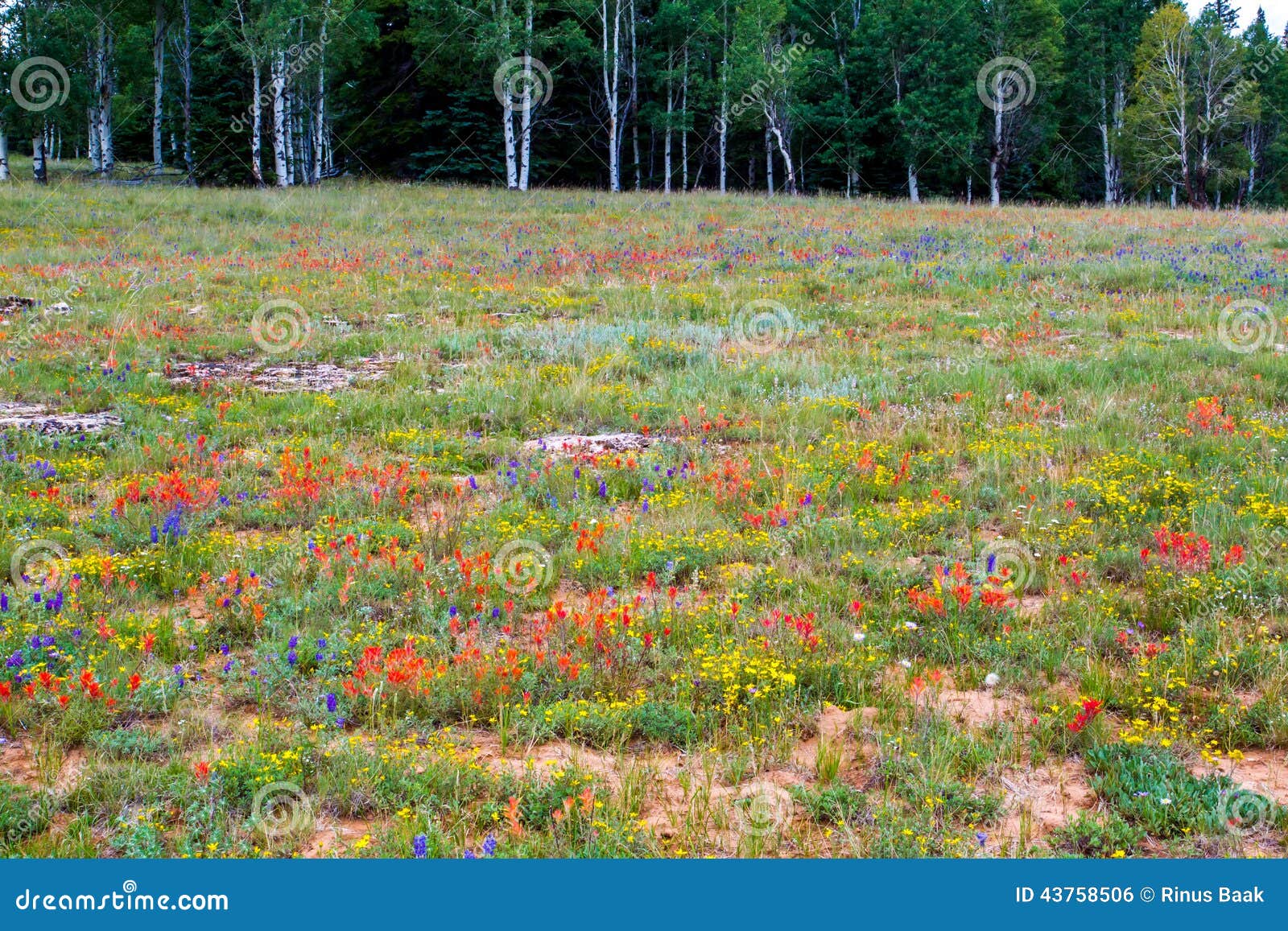 wild flower meadow