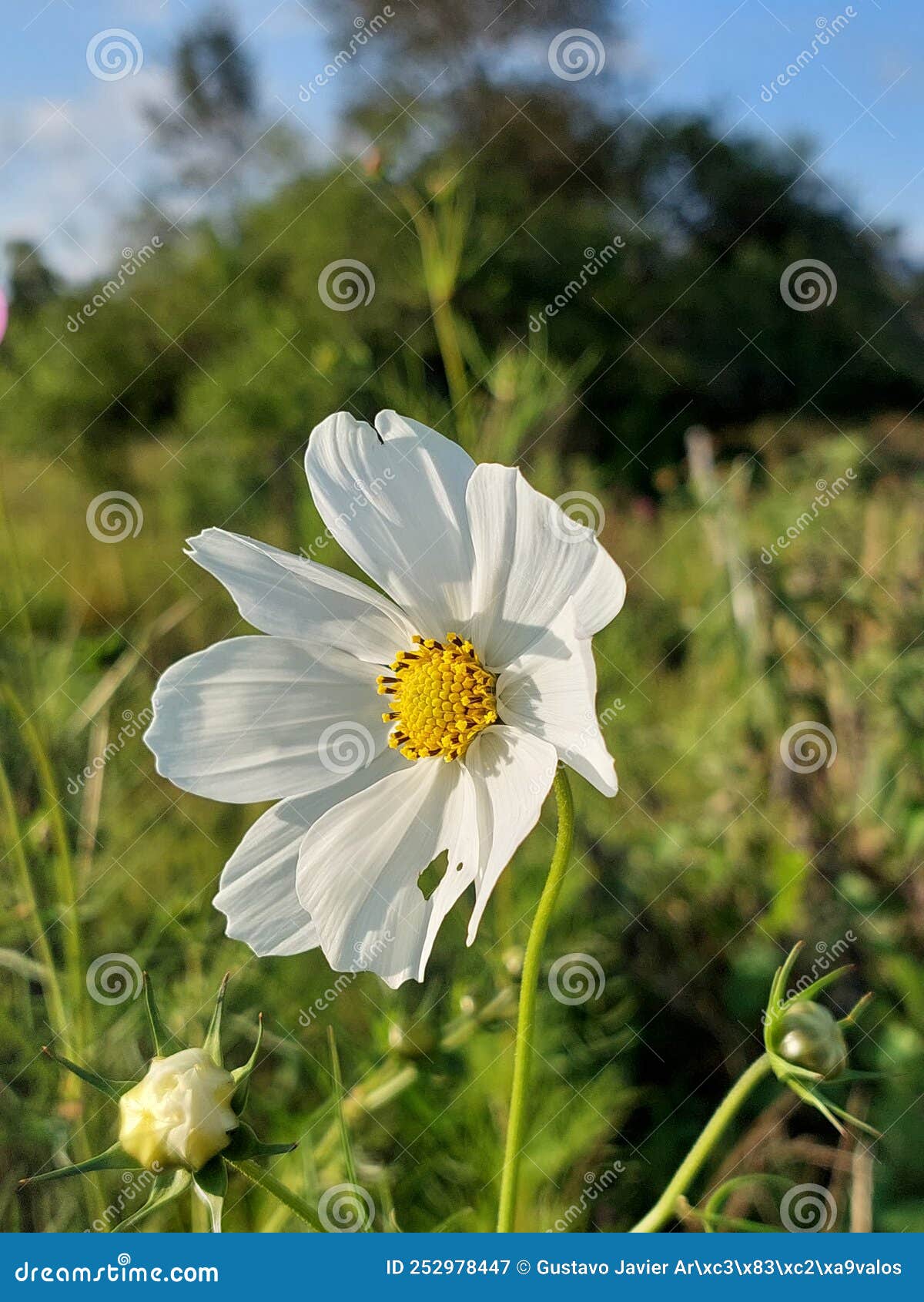 wild flower in nature of southamerica