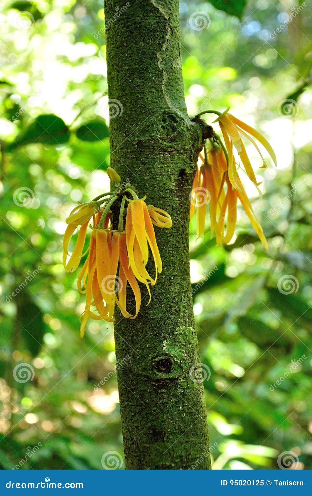 Wild Flower in Tropical Rainforest Stock Image Image of countryside