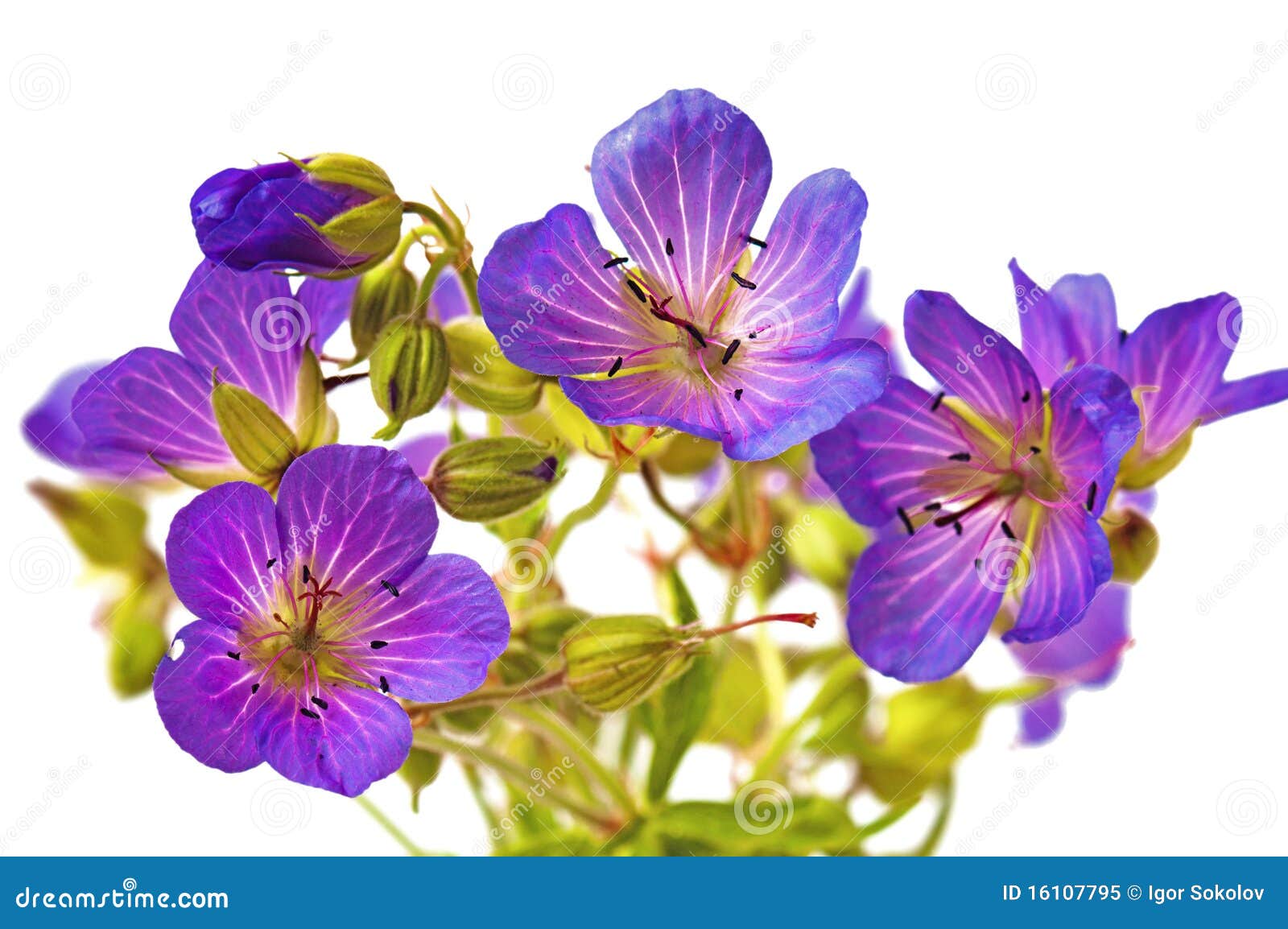 Wild flowers stock image. Image of bucket, field, fragility 16107795