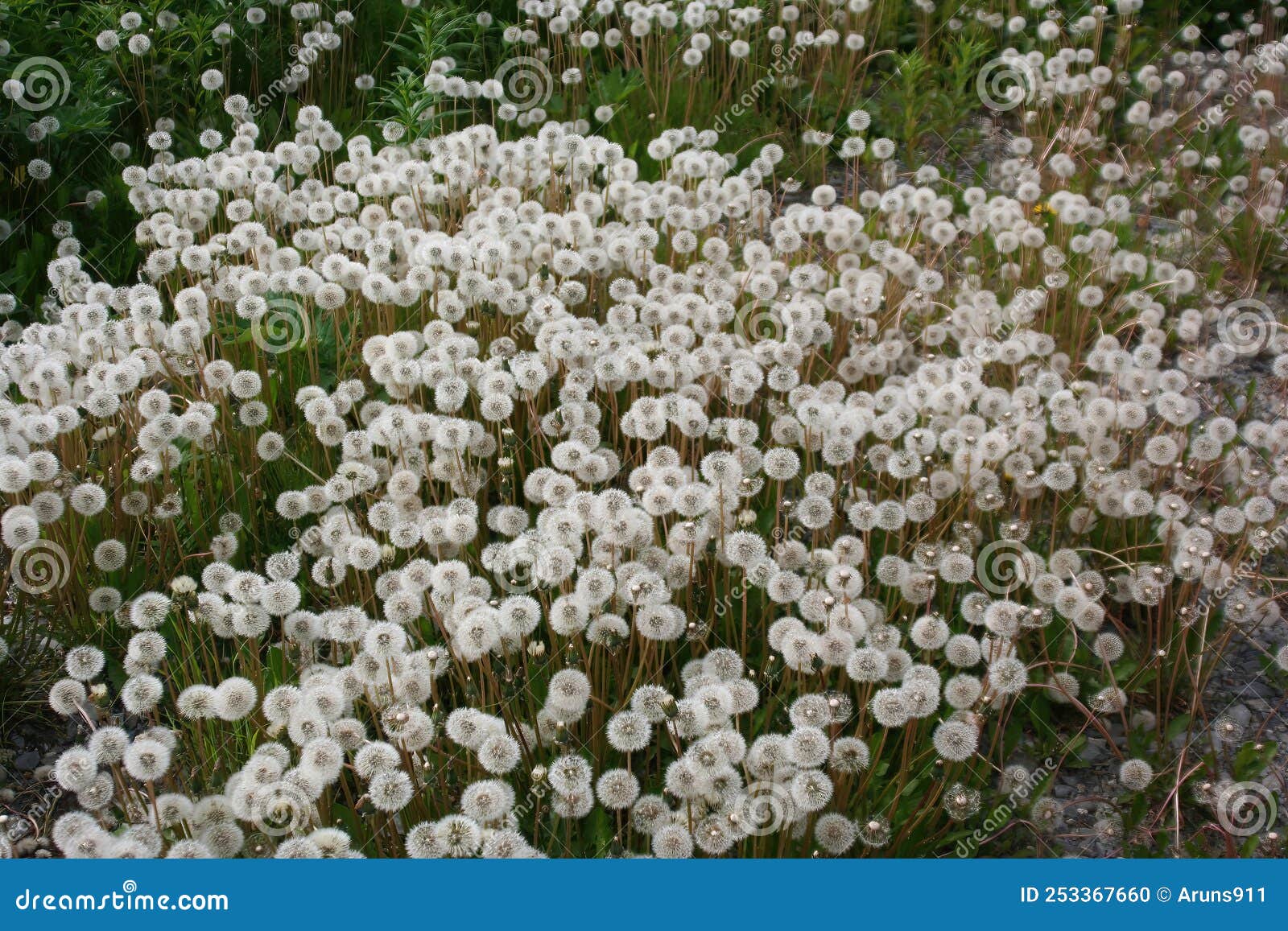 Wild flowers in Alaska stock photo. Image of national 253367660