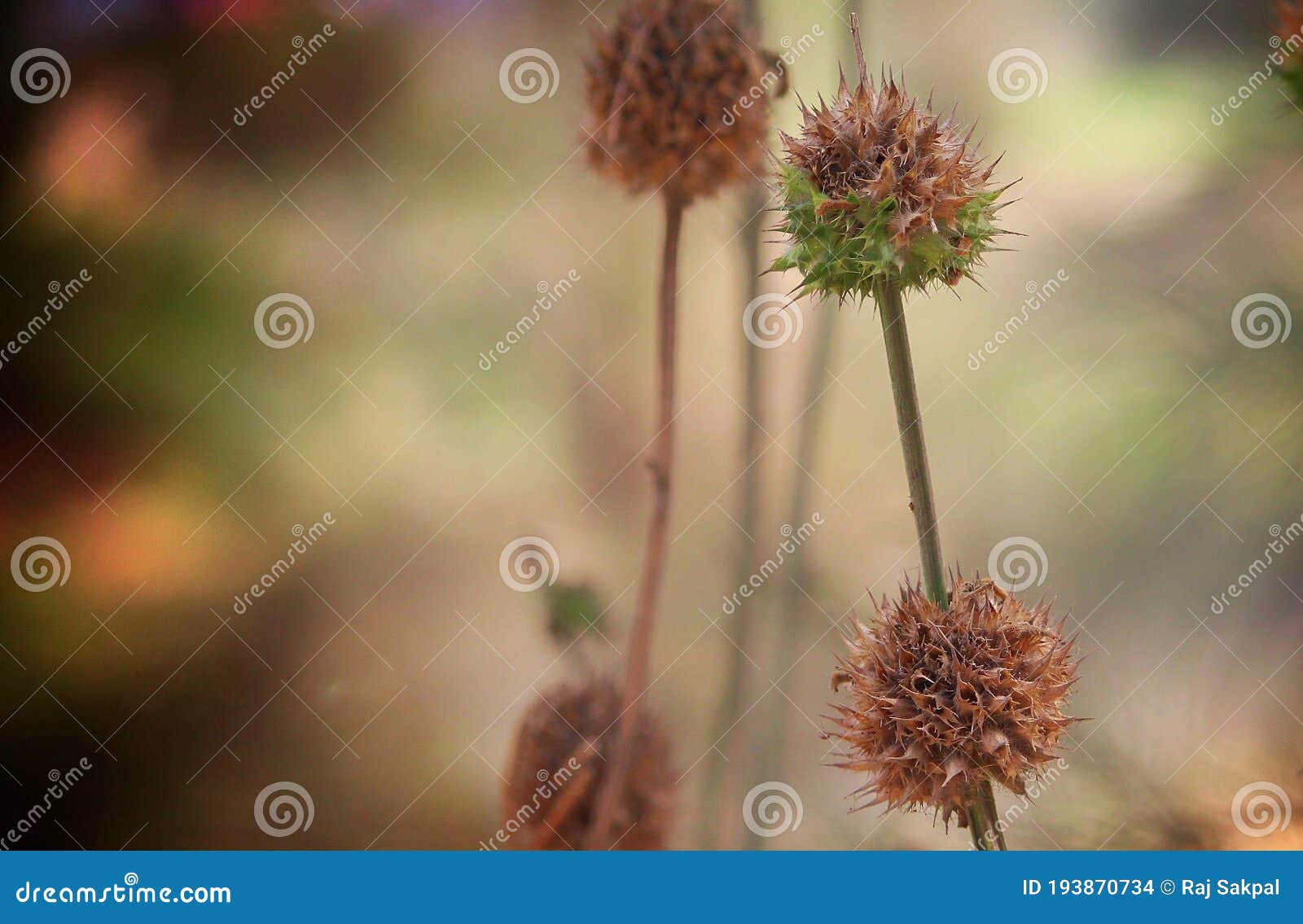 Wild Flowers from the Amazon Jungle Stock Photo Image of wildflower