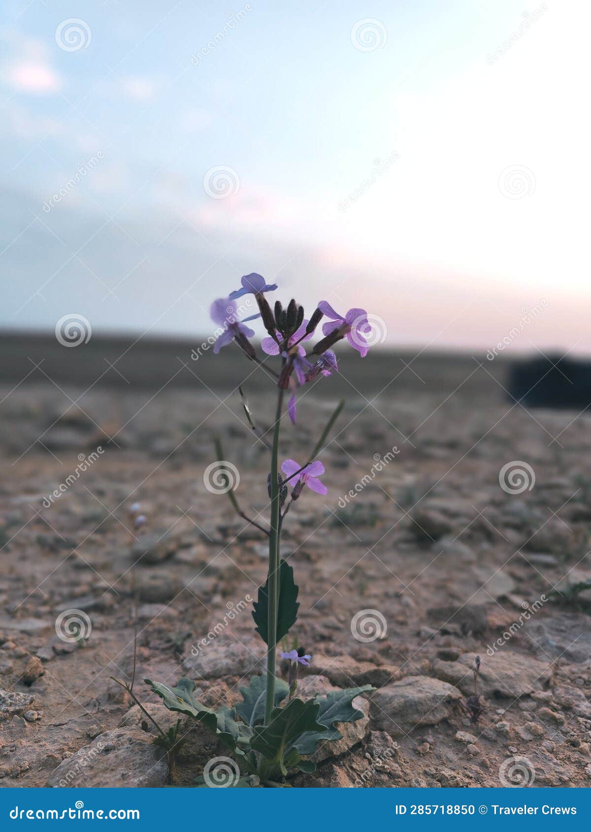 Wild Flowers of Arabia on Rocky Ground Stock Photo Image of arabia