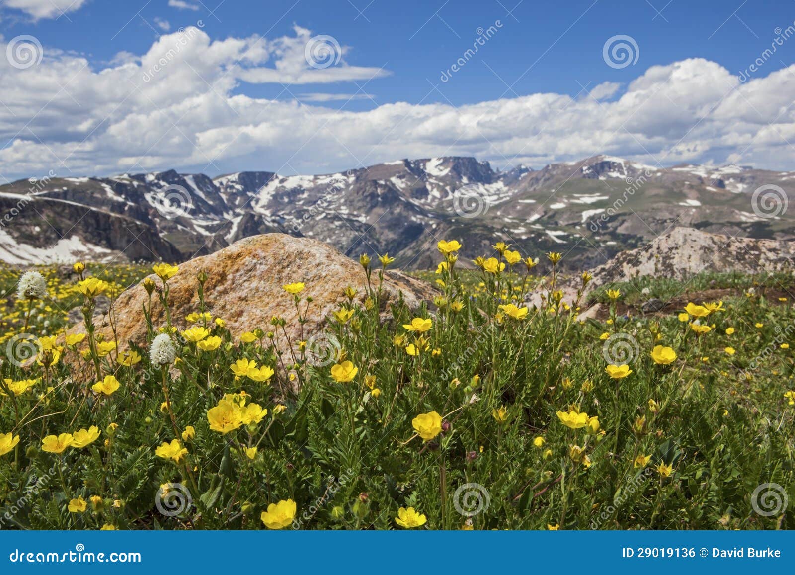 buttercup wild flowers in the rocky beartooth mountains