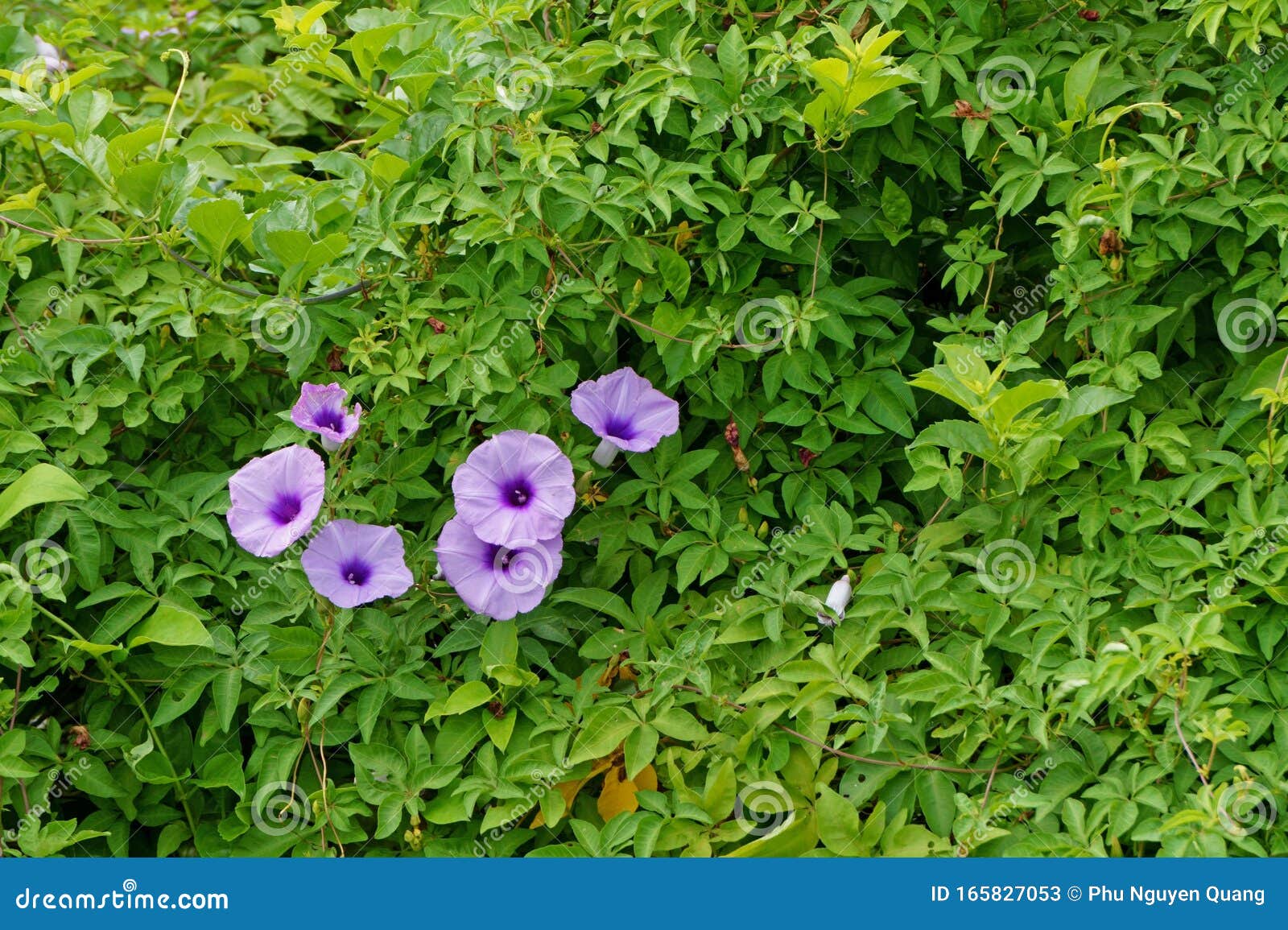 purple convolvulaceae flowers bloom on background of green leaves