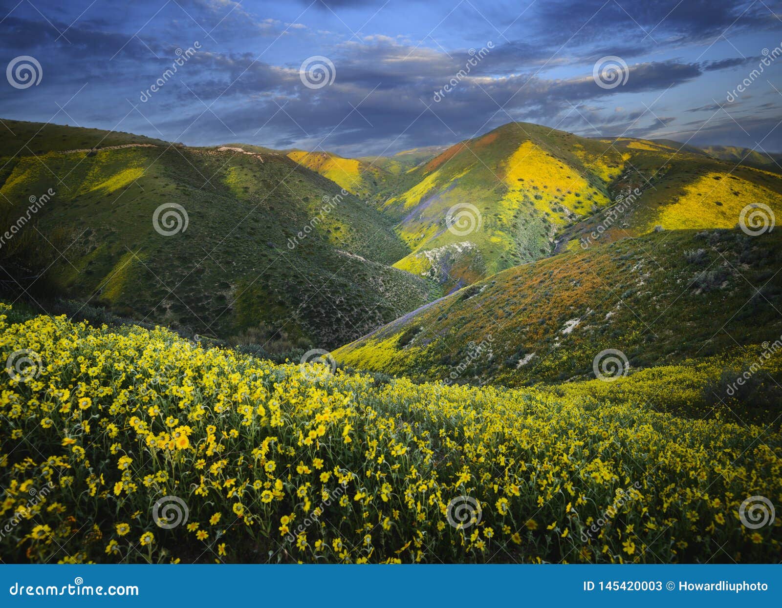 wild flowers bloom on the slope of hurricane ridge in spring