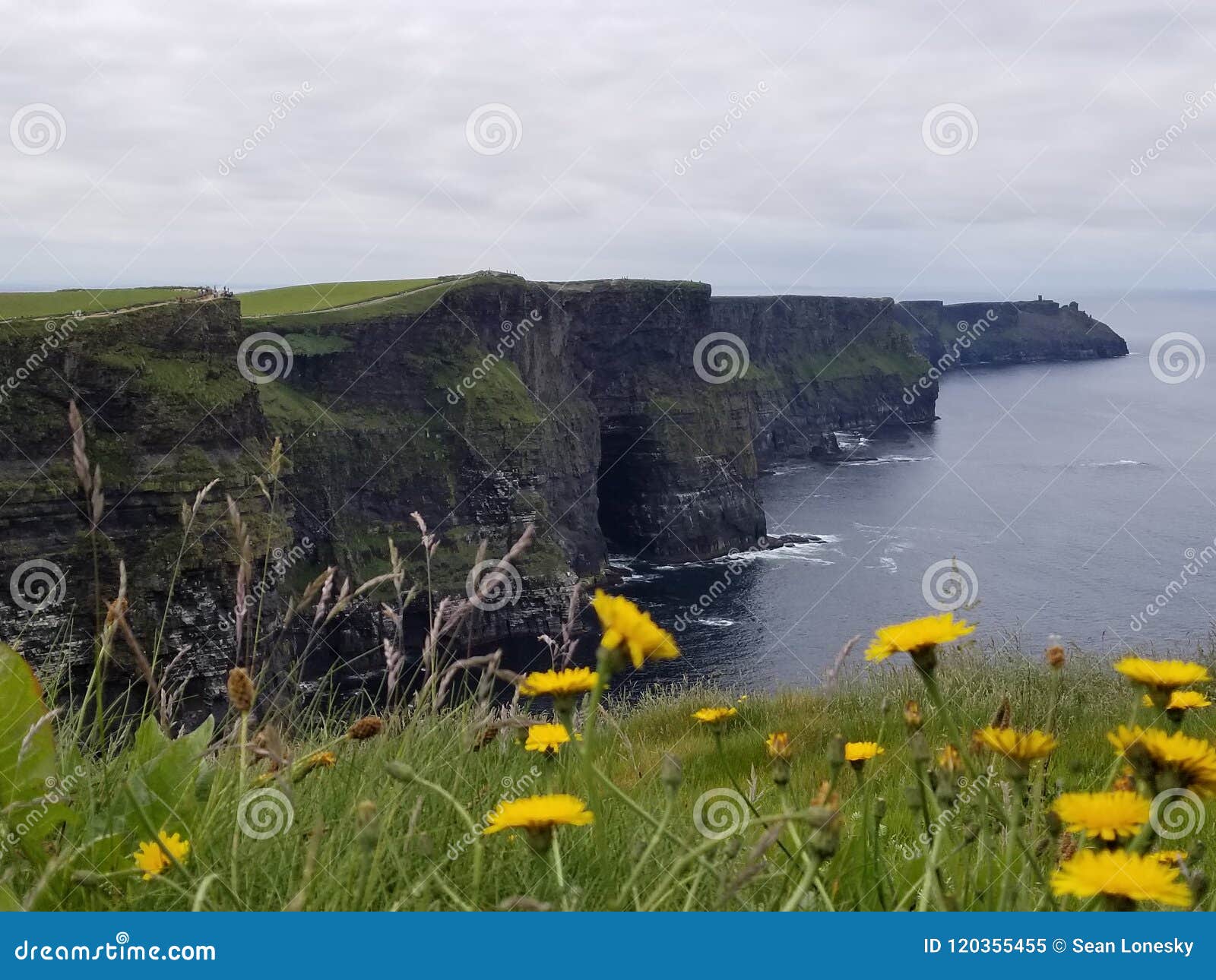 wild flowers at the cliffs of moher