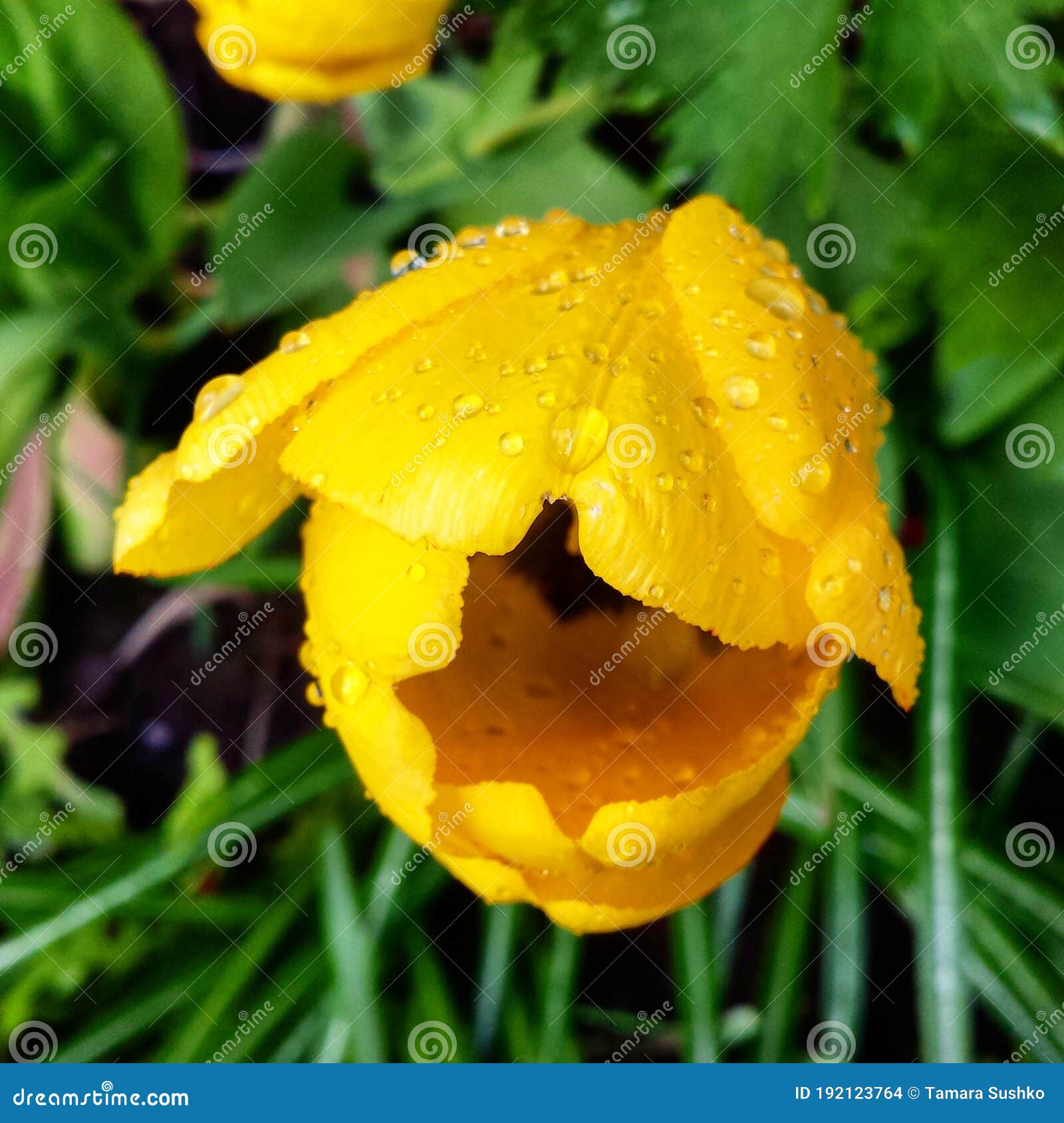 Wild Flowers Covered with Dew in the Sunlight Stock Photo Image of