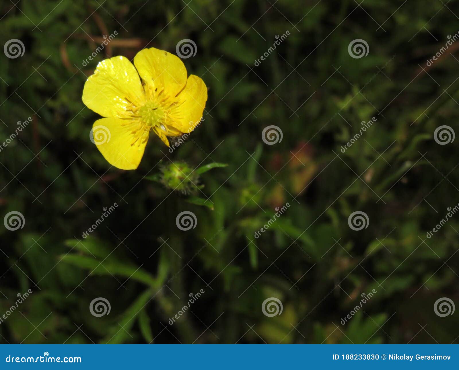 Wild Flowers Covered with Dew in the Sunlight Stock Photo Image of