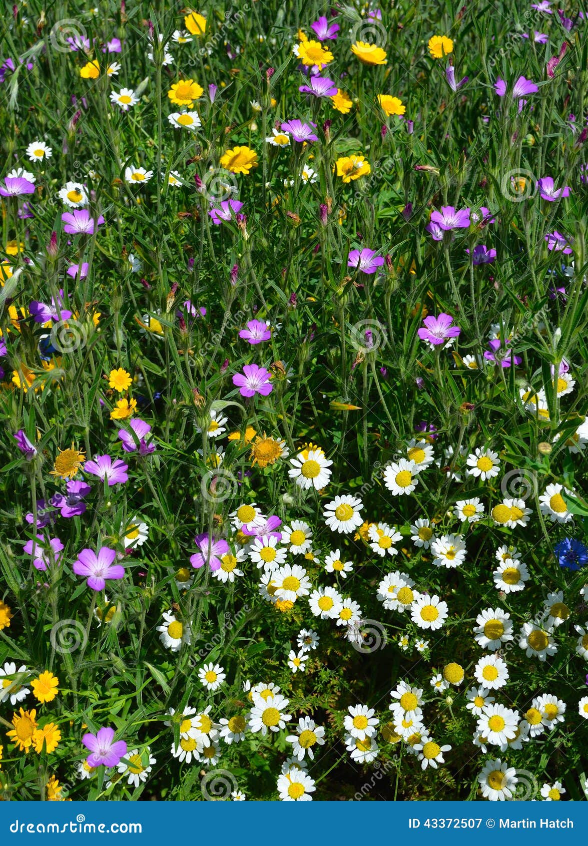 Wild Flowers stock image. Image of plant, england, rural 43372507