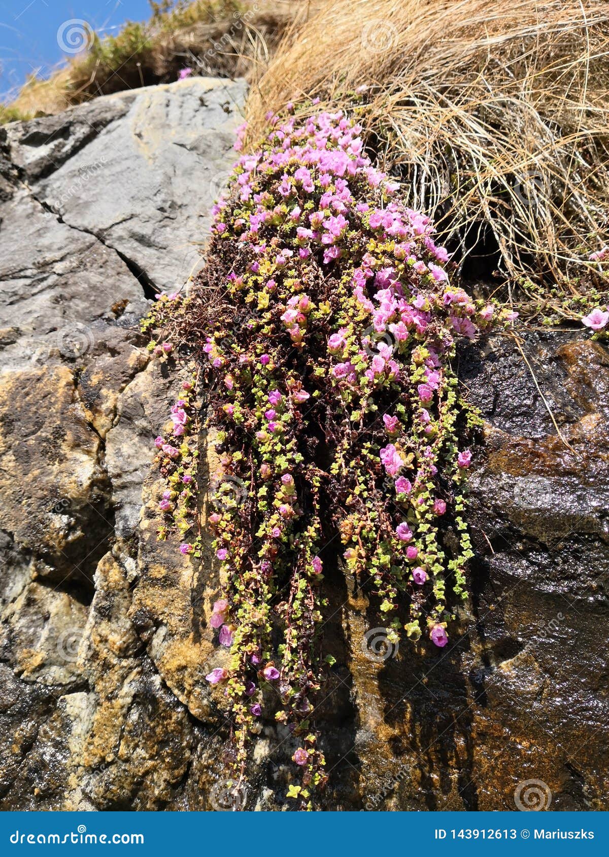 Wild Flowers Flowering At Norwegian Coastal Rocks Stock ...