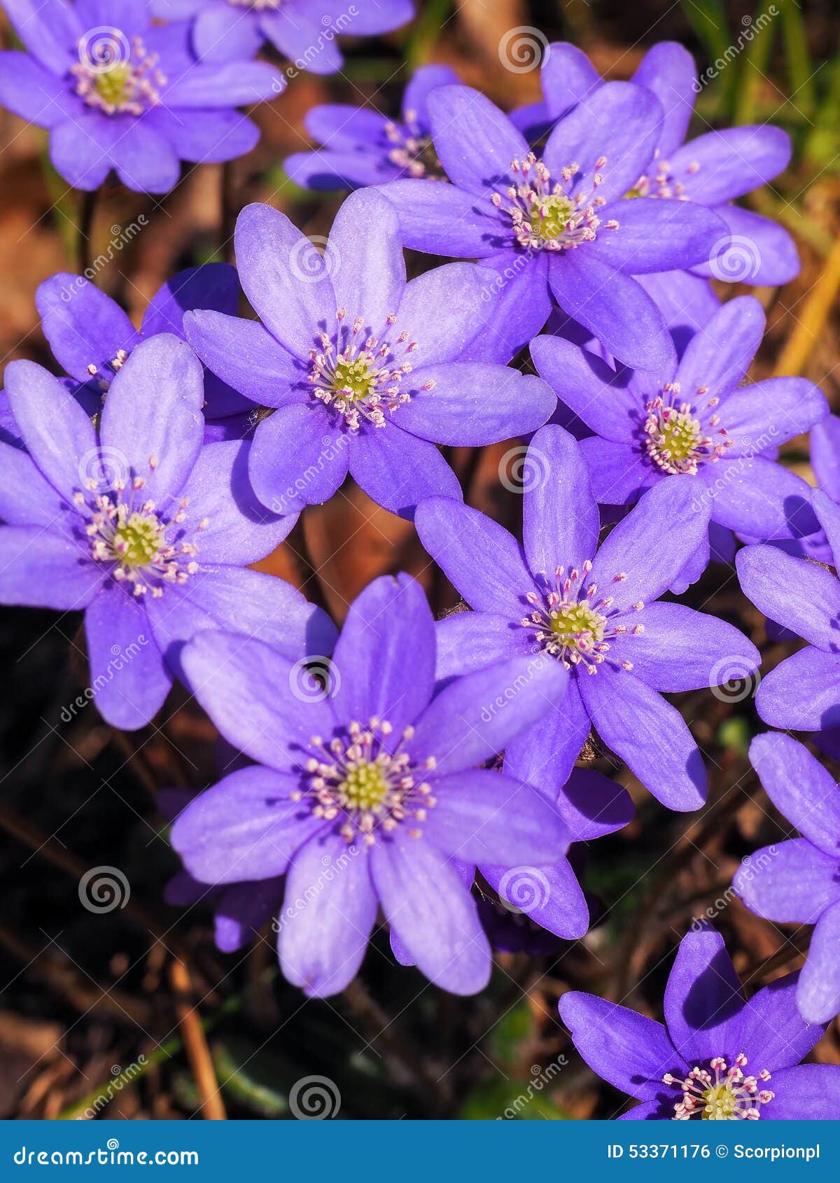 Wild flowers in the forest stock photo. Image of beauty 53371176