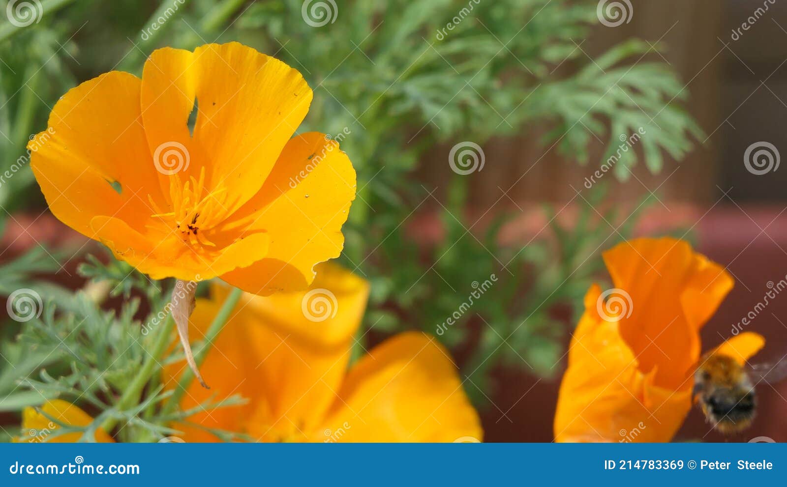 Wild Flowers in a Garden UK Stock Image Image of flower, flys 214783369