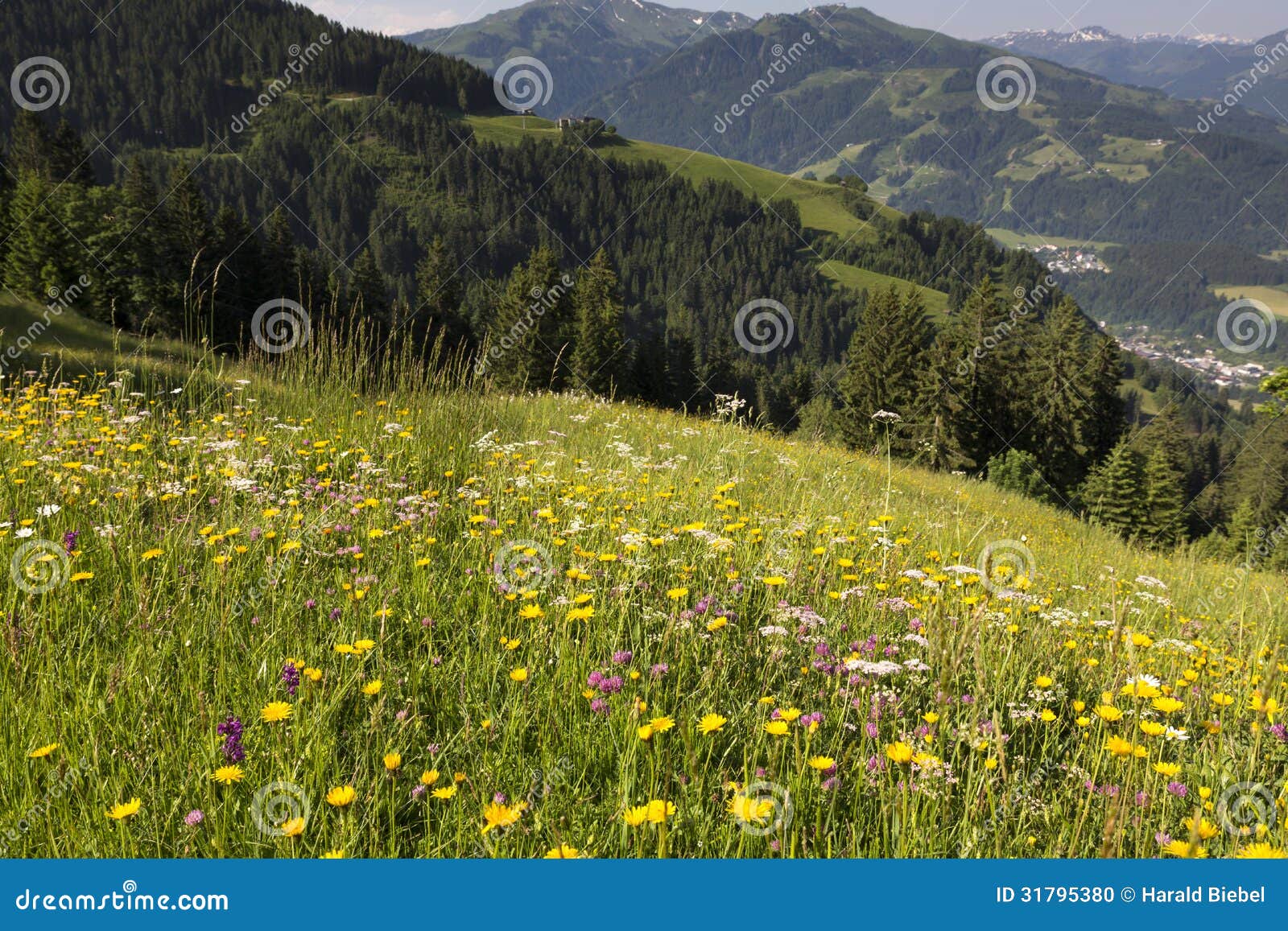 Wild Flowers in the German Alps Stock Photo Image of daisy, herb