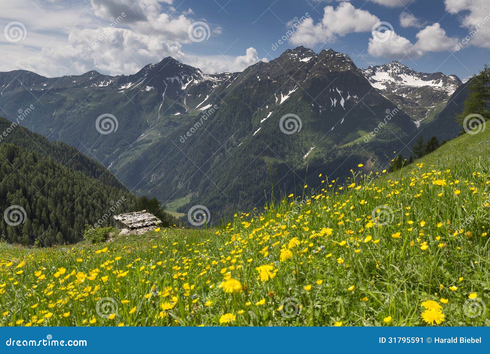 Wild Flowers in the German Alps Stock Image Image of blossoming, leaf