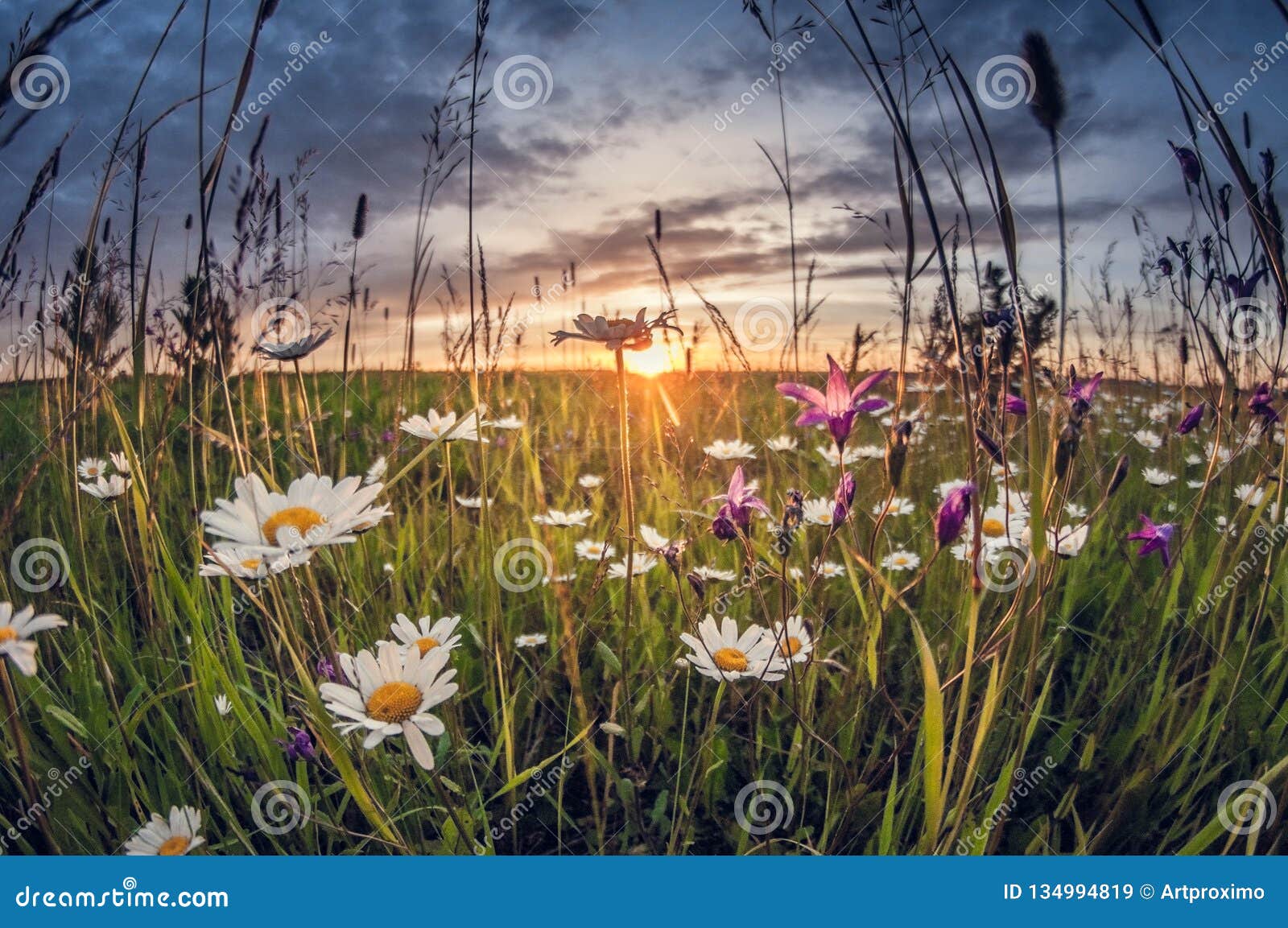 Download Wild Flowers In The Grass At Sunset, Fisheye Distortion Stock Image - Image of bell, outdoors ...