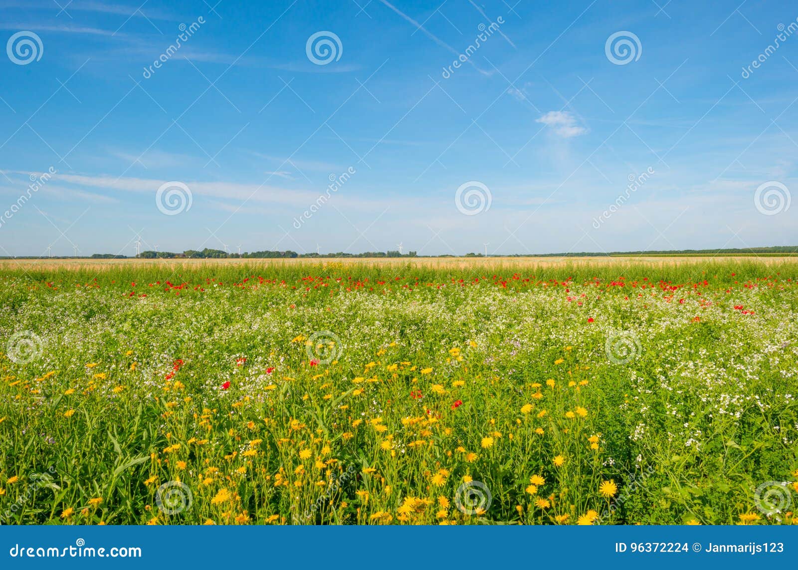 Wild Flowers Growing in a Field in Sunlight Stock Photo Image of