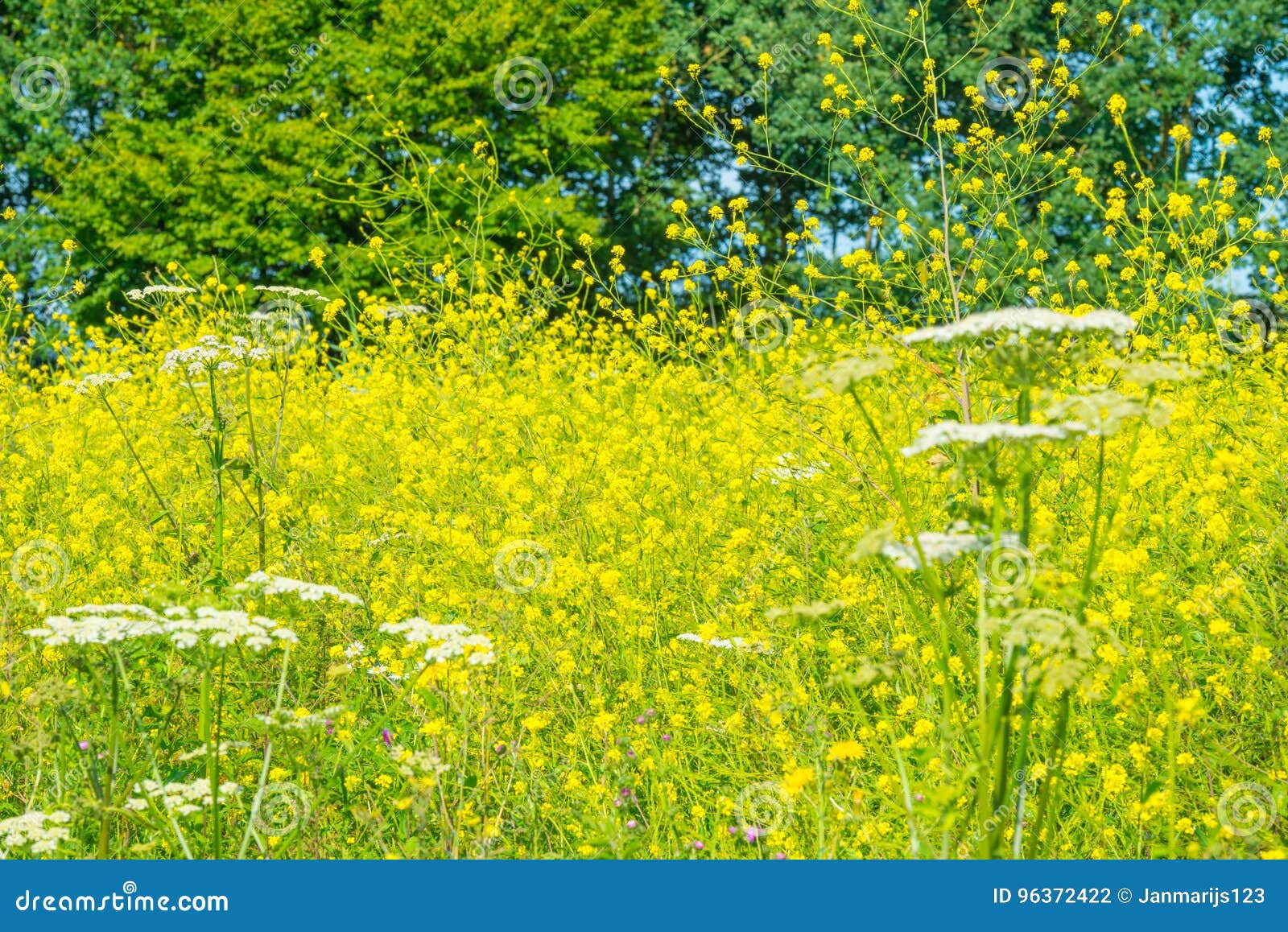 Wild Flowers Growing in a Field in Sunlight Stock Photo Image of