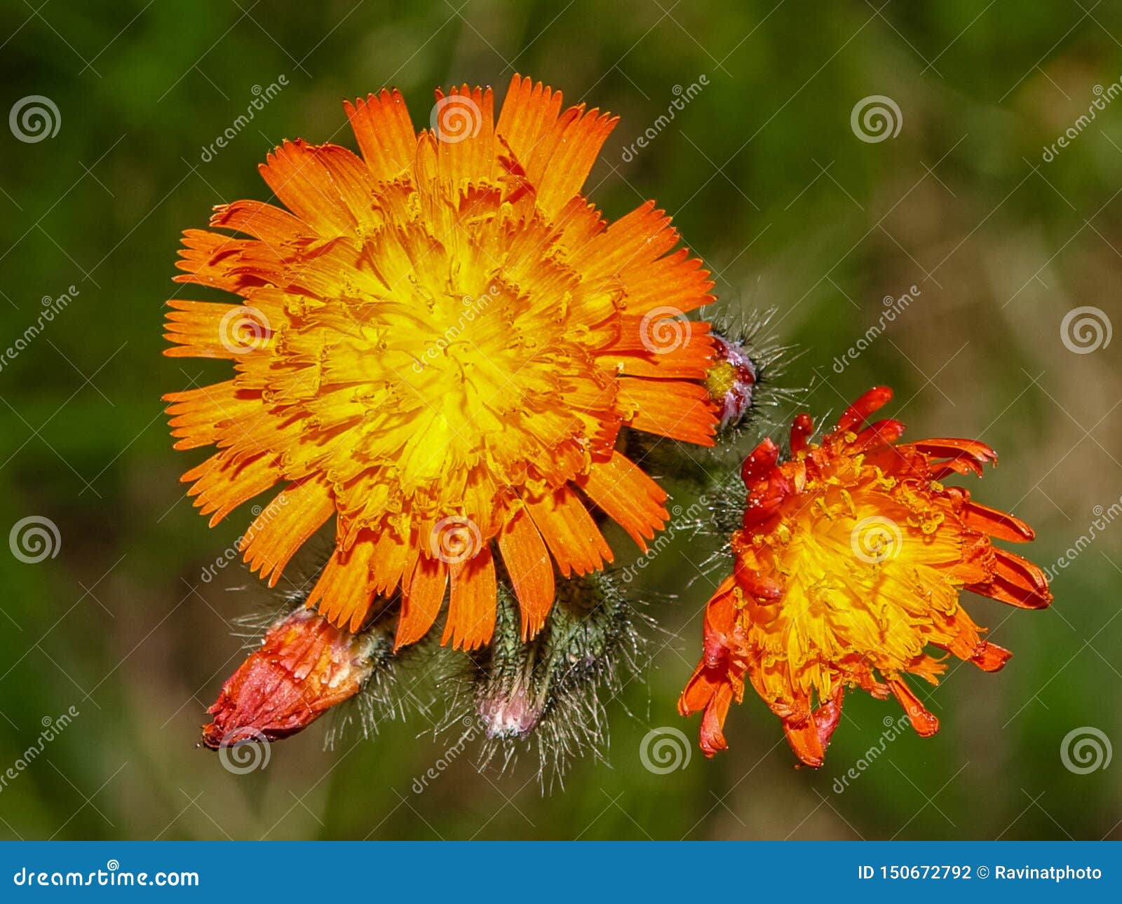Wild Flowers of Haliburton, on, Canada Stock Photo Image of purple