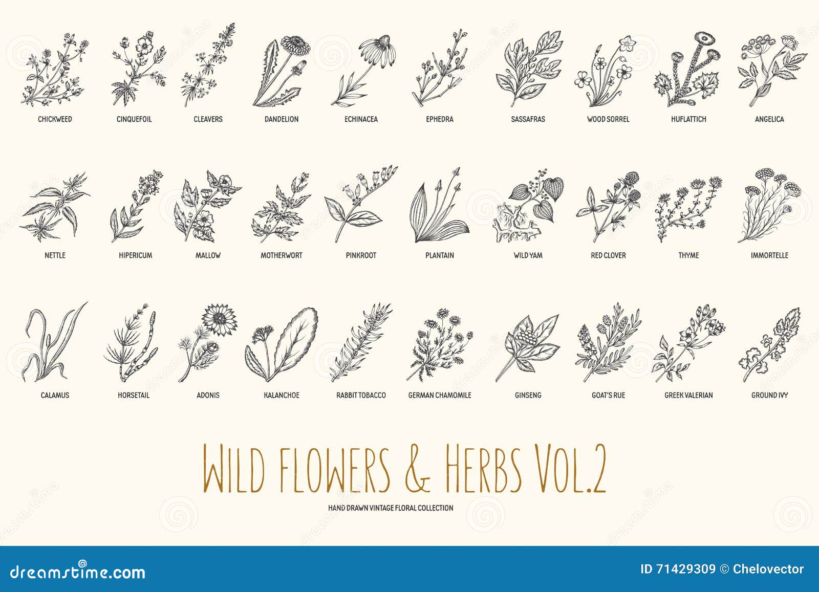 wild flowers and herbs hand drawn set. volume 2. botany. vintage flowers. vintage  .