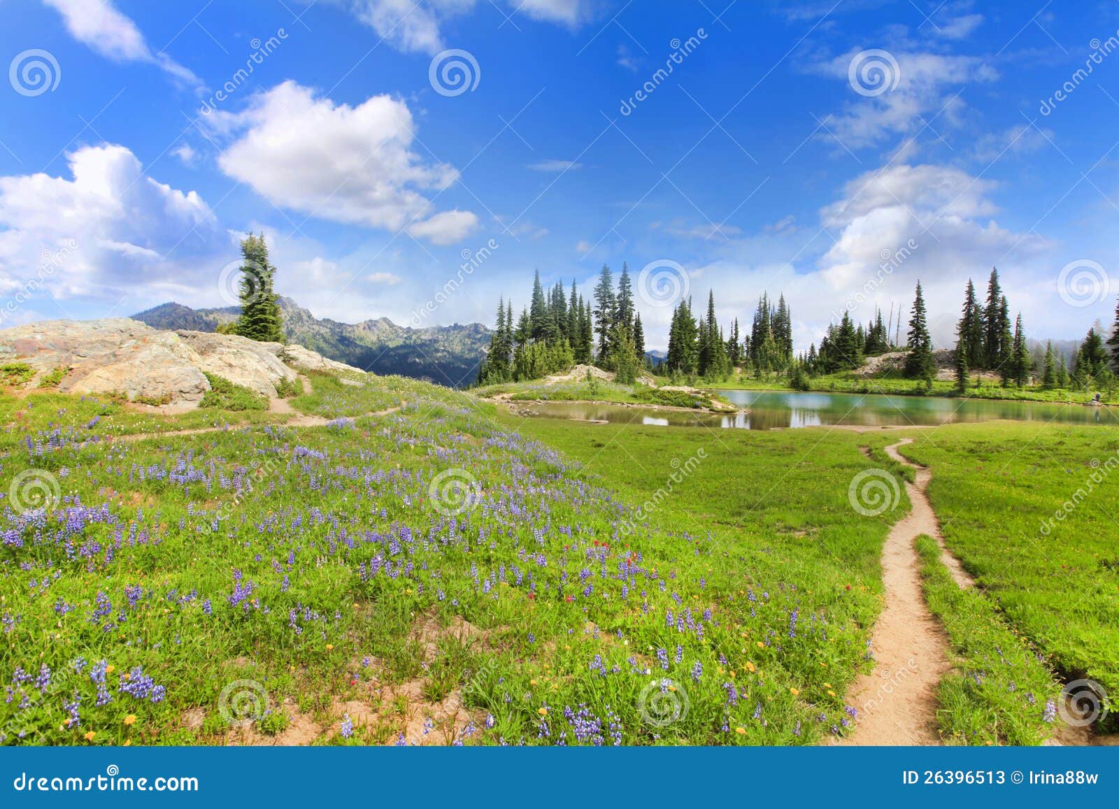 Wild Flowers, Hiking Trail and Lake Stock Image Image of lake, west
