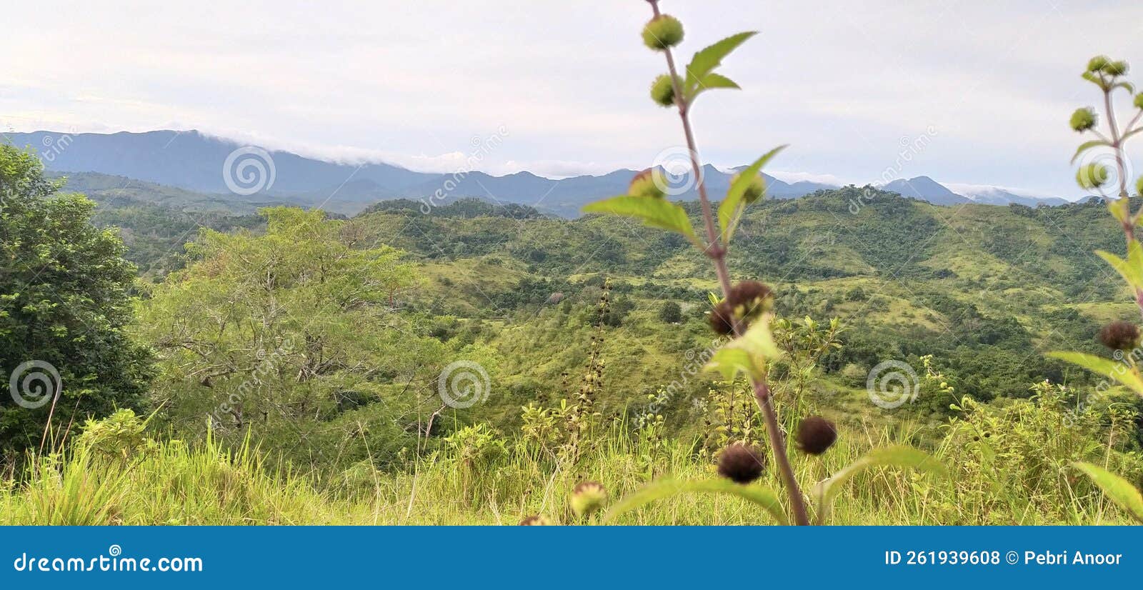Wild Flowers on the Hill in the Morning Stock Photo Image of mountain