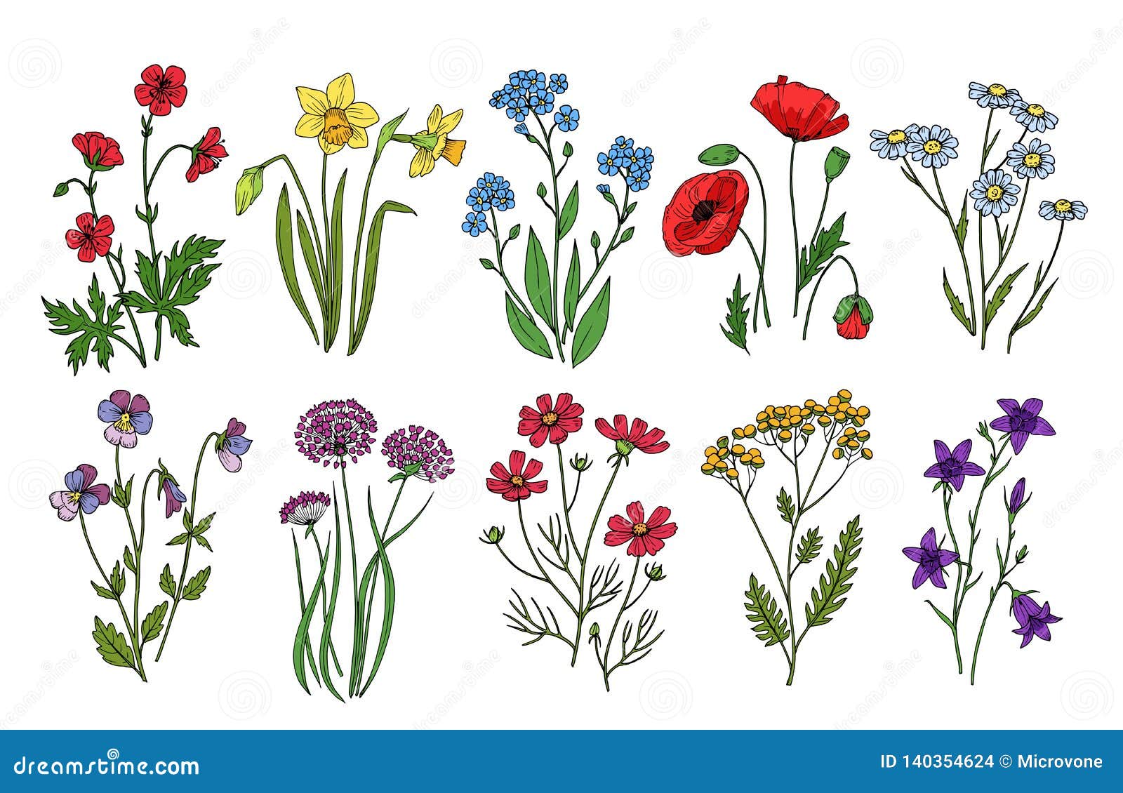 wild flowers. meadow plants monkshood thistle poppy. wildflower  botanic collection  on white background