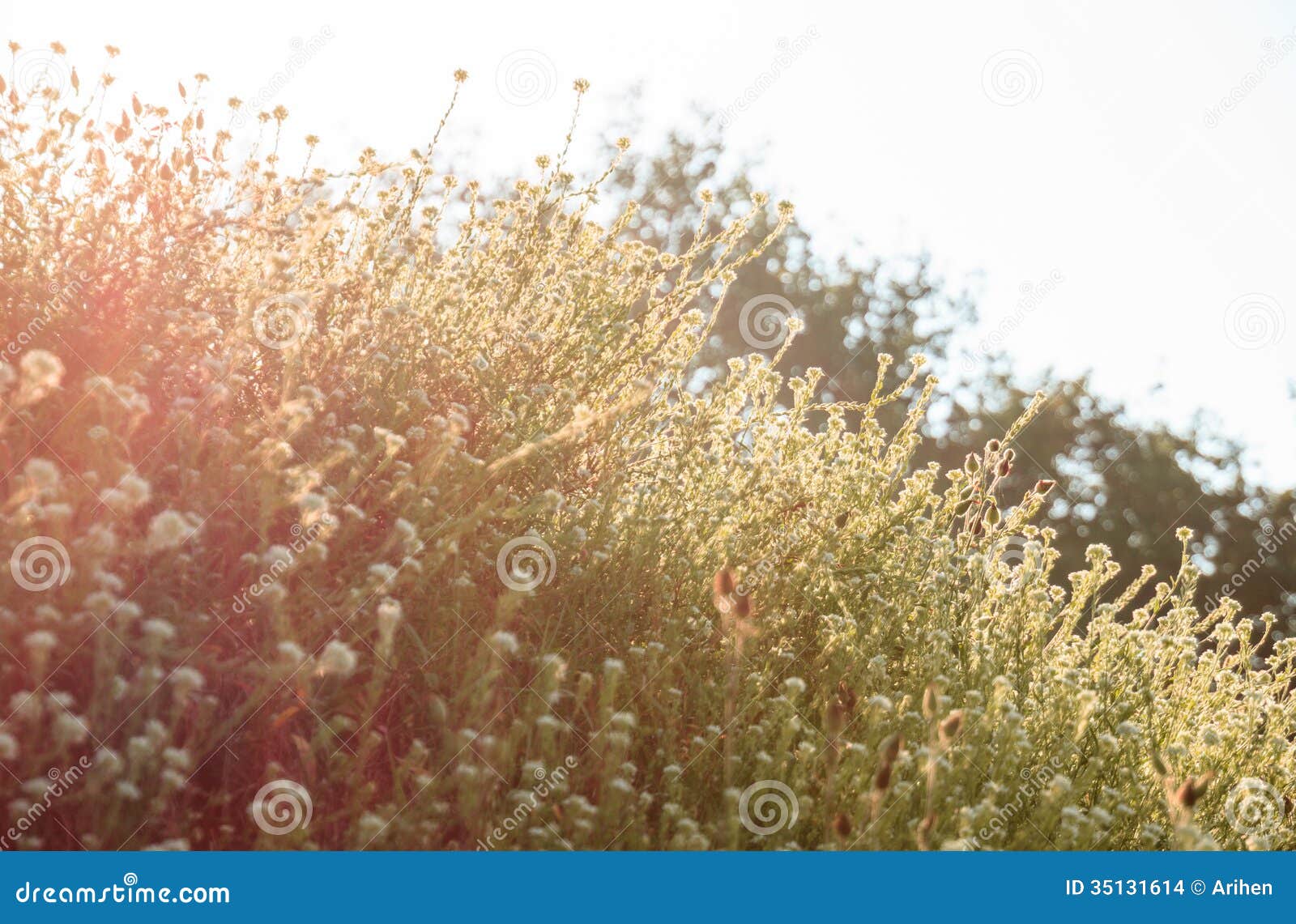 Wild Flowers in the Morning Sun Stock Photo Image of field, beauty