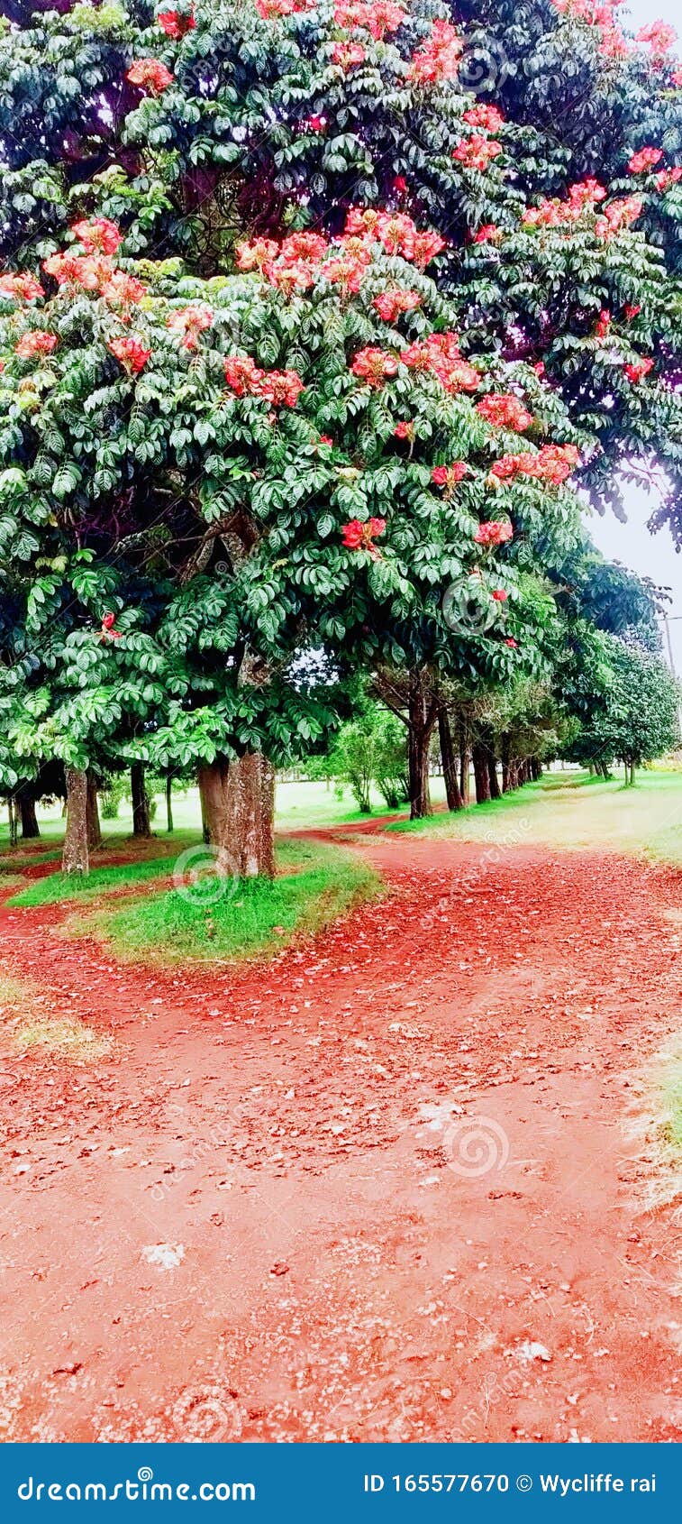 Wild Flowers in the Natural Environment and Red Soils Stock Photo