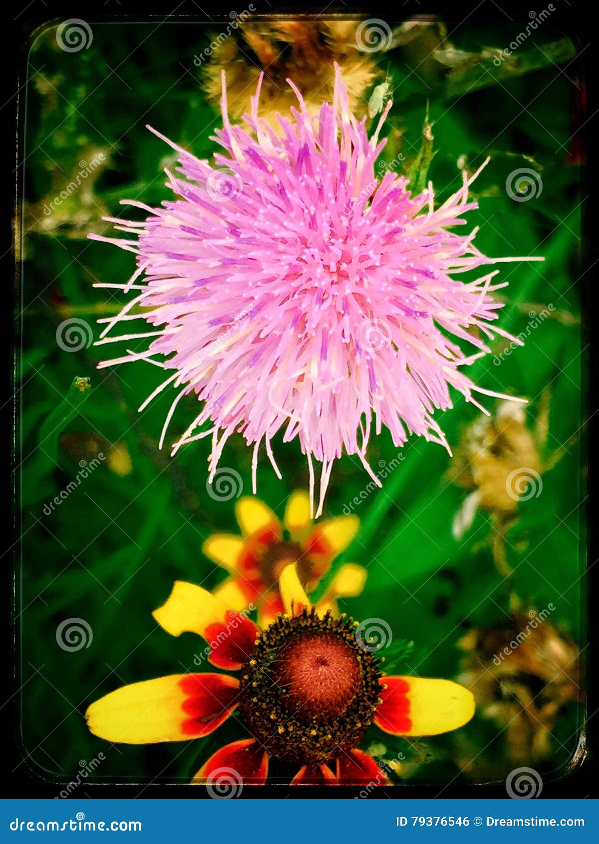 Wild flowers stock photo. Image of pretty, flowers, wild 79376546