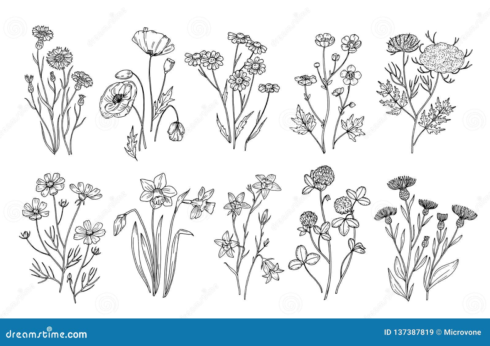 wild flowers. sketch wildflowers and herbs nature botanical s. hand drawn summer field flowering  set