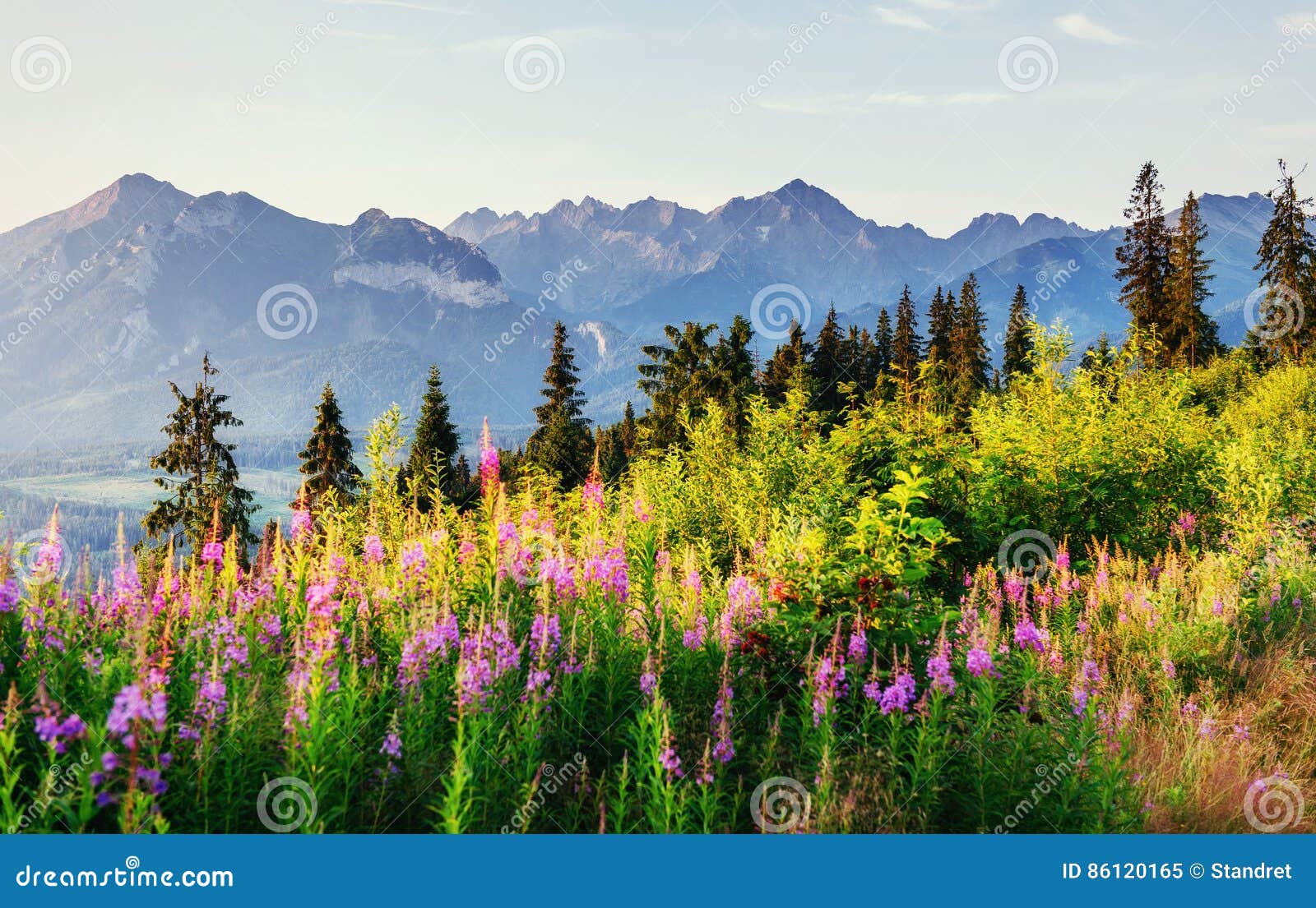 wild flowers at sunset in the mountains. poland. zakopane