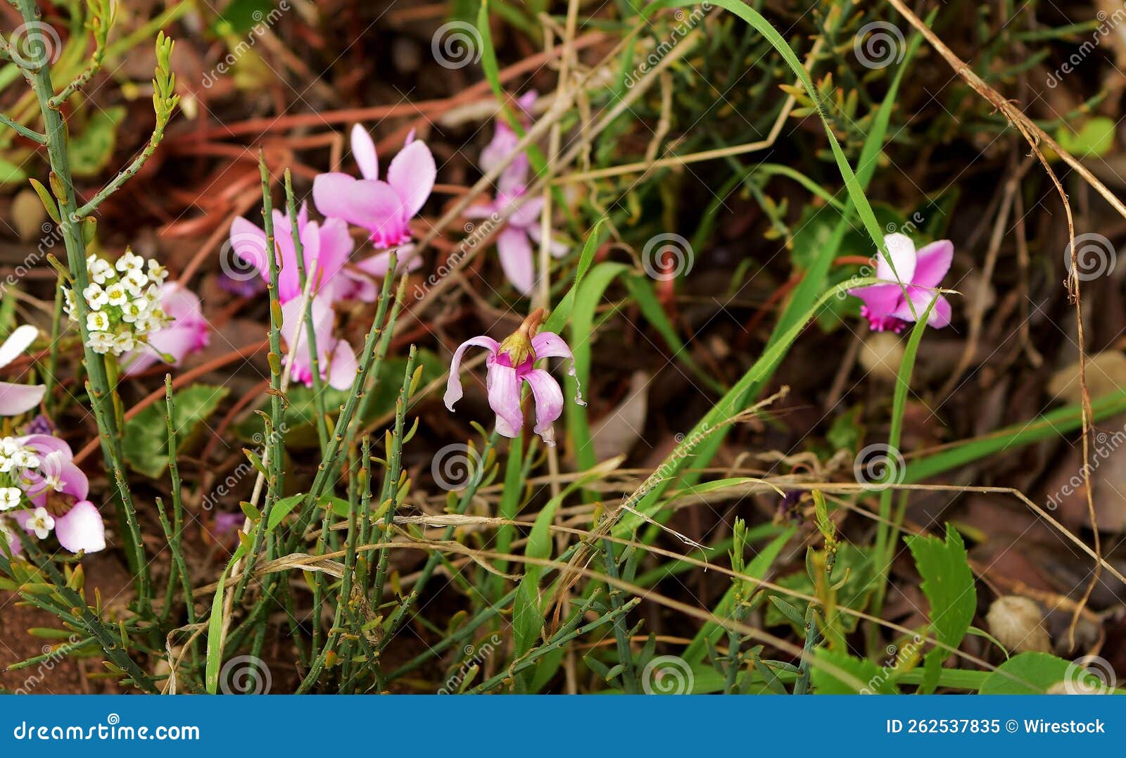 Wild Flowers and Vegetation in Sicily, Italy Stock Image Image of