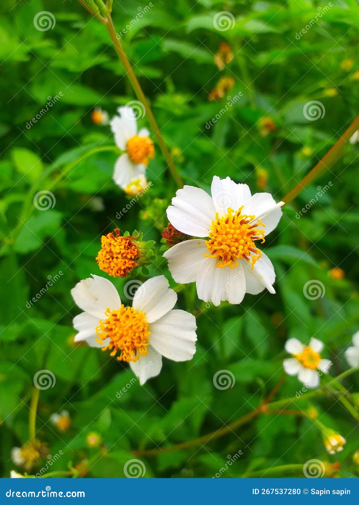The Wild Flowers in the Village are Blooming Stock Photo Image of
