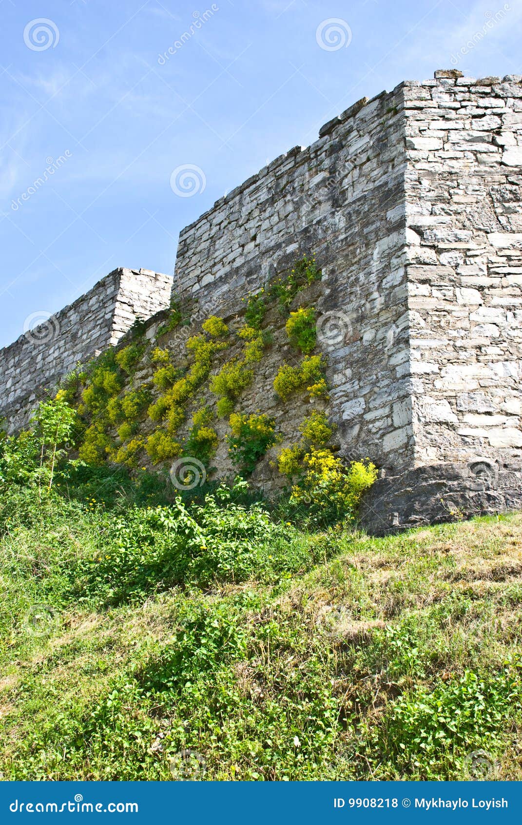 Wild Flowers And Wall Picture. Image 9908218