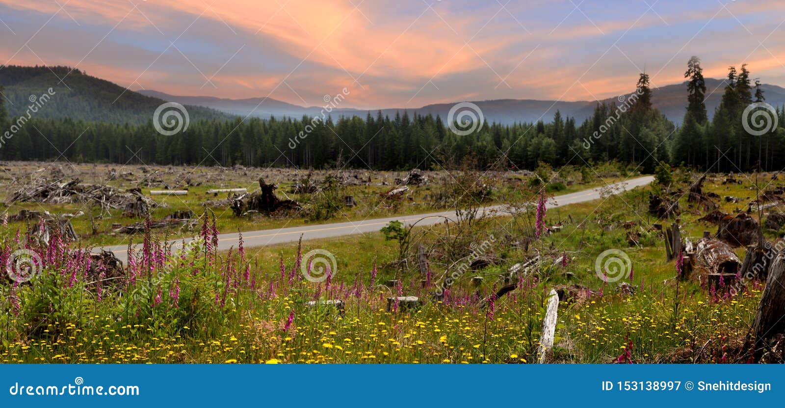 Wild Flowers in Washington State Stock Image Image of forest