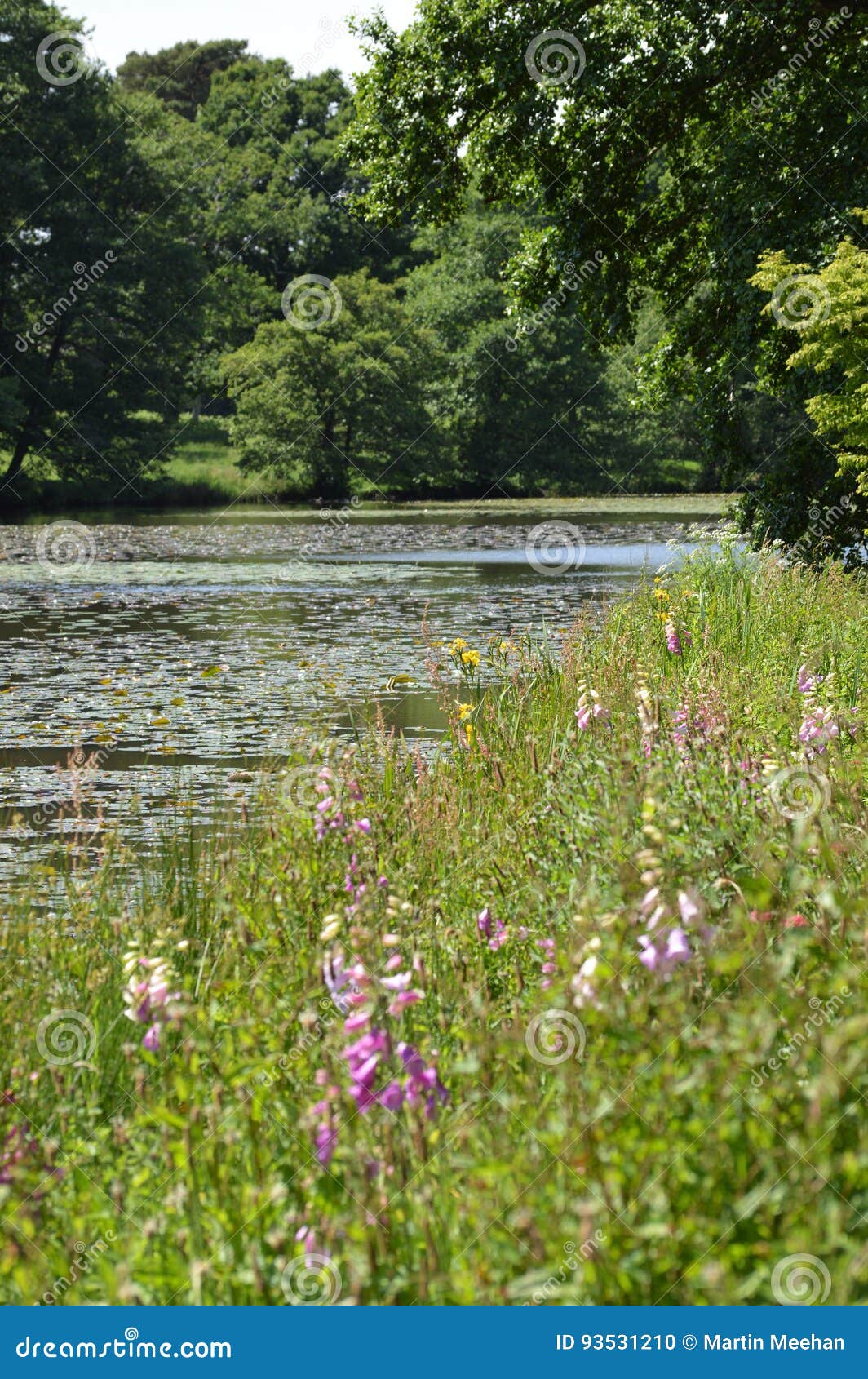 wild flowers on waters edge.