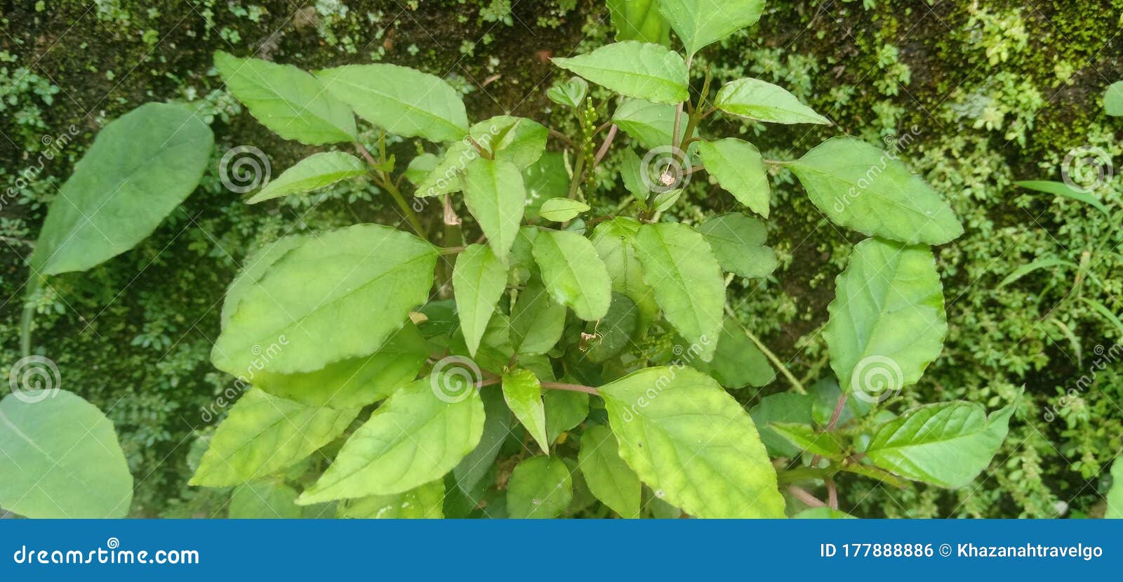 wild foliage by vintage wall and texture background
