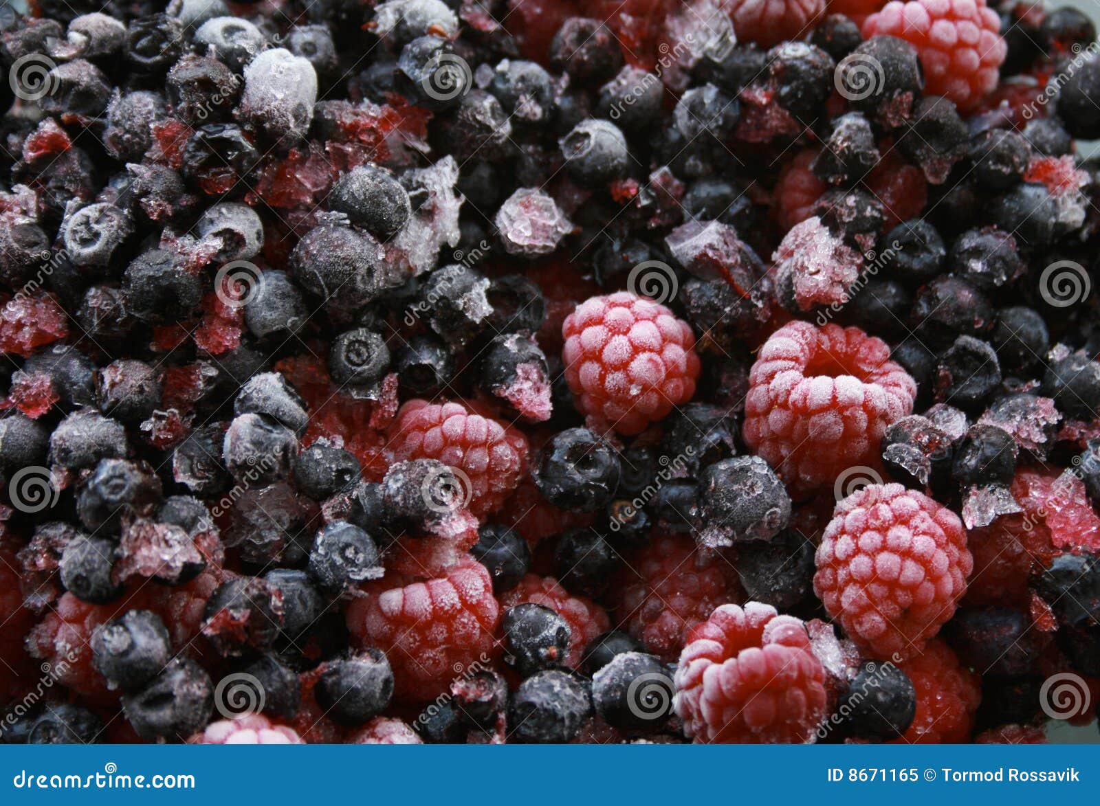 Wild Forest Berries stock image. Image of blueberry, berry 8671165