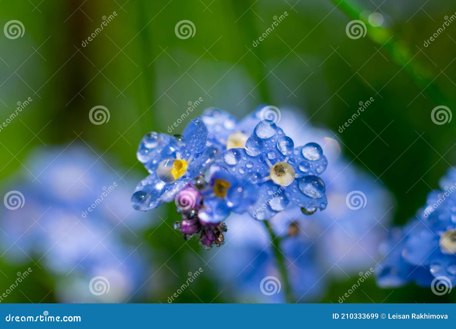 wild forest wet blue flowers of forget-me-not with tiny water drops after rain on delicate petals