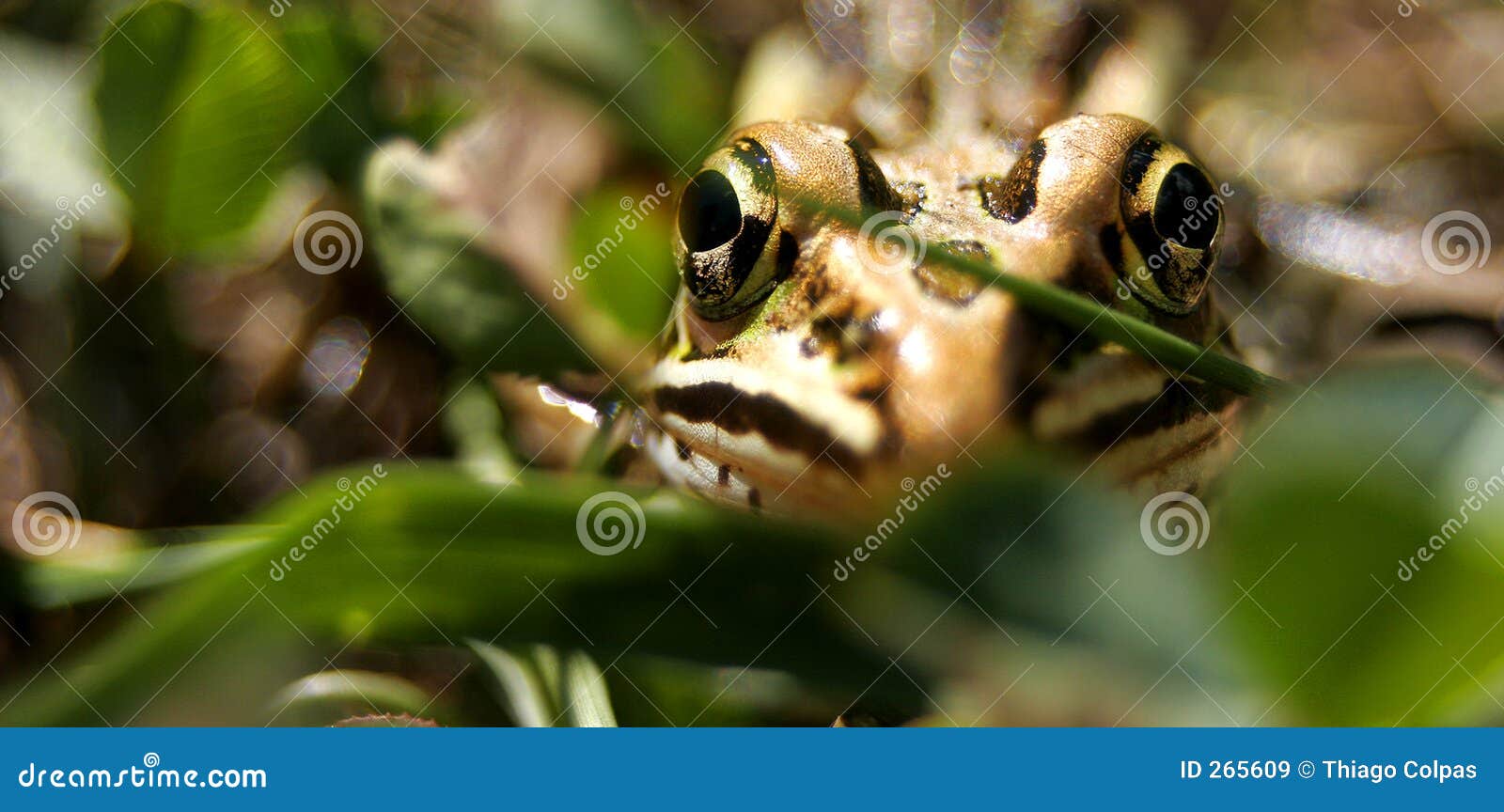 Wild frog. Frog close-up shot in the wild