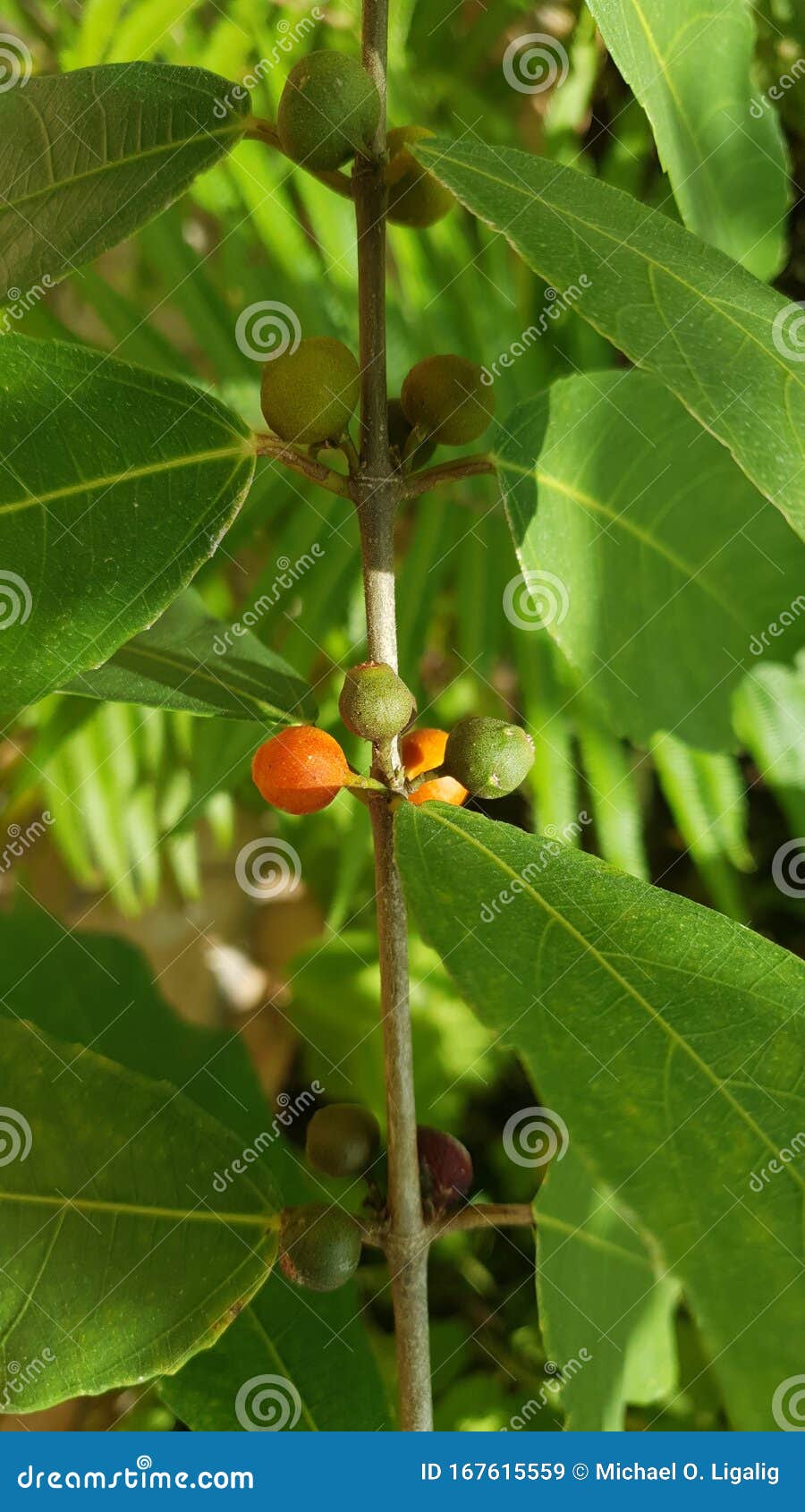 أشجار الفاكهة البرية في الفلبين