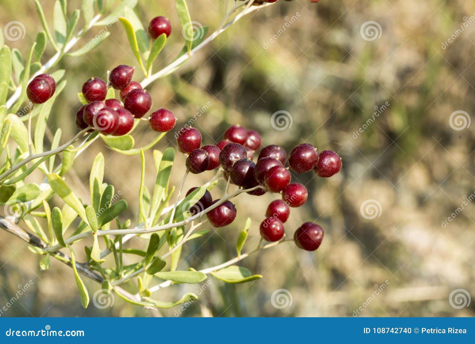 wild fruits in forest