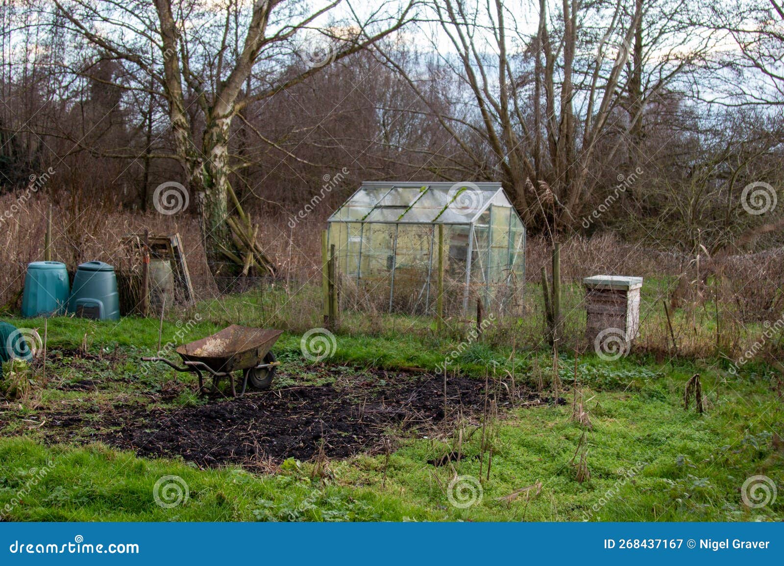 wild garden allotment, unkept.