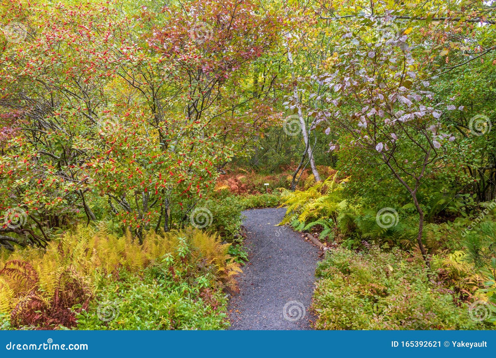 The Plants of Acadia National Park by Glen H. Mittelhauser The Plants of Acadia National Park by Glen H. Mittelhauser